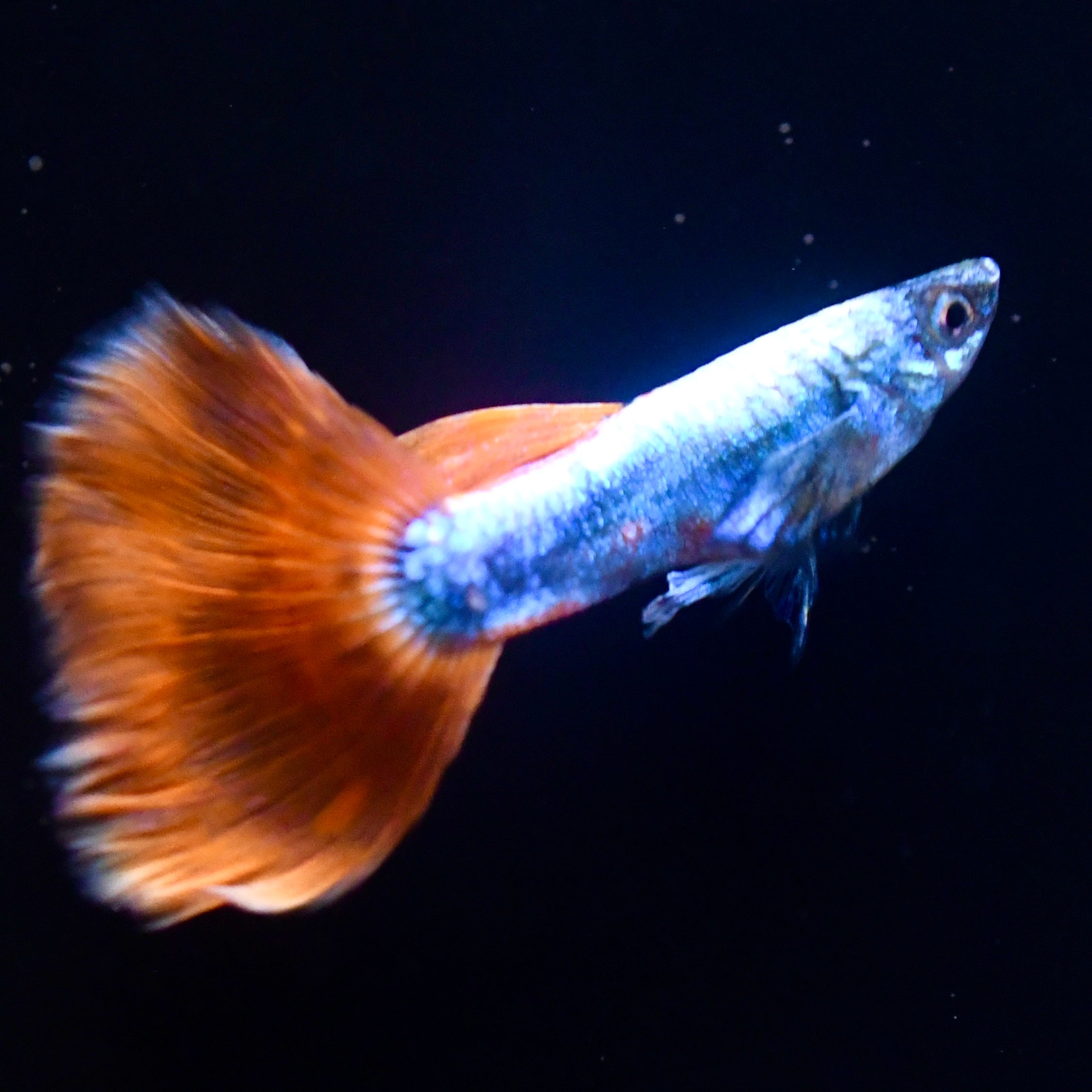 Santa Claus Christmas Line