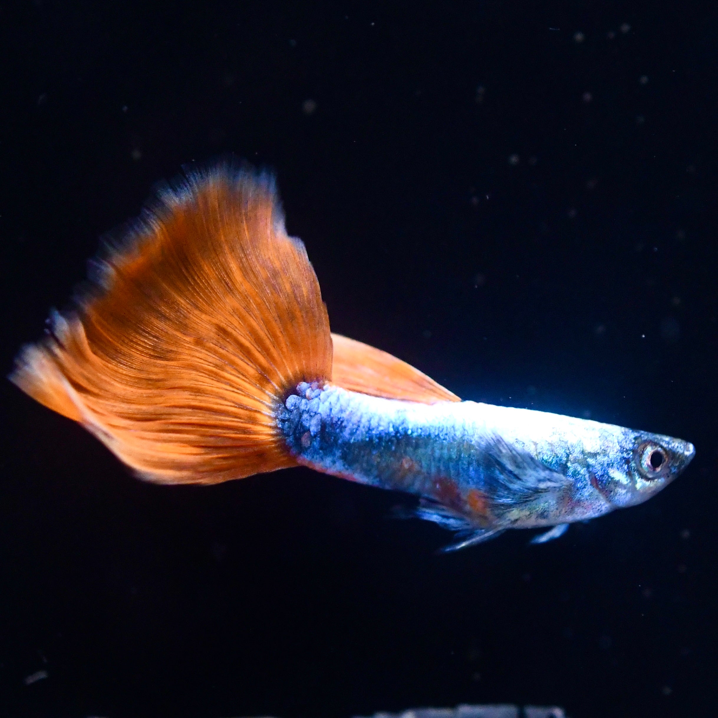 Santa Claus Christmas Line