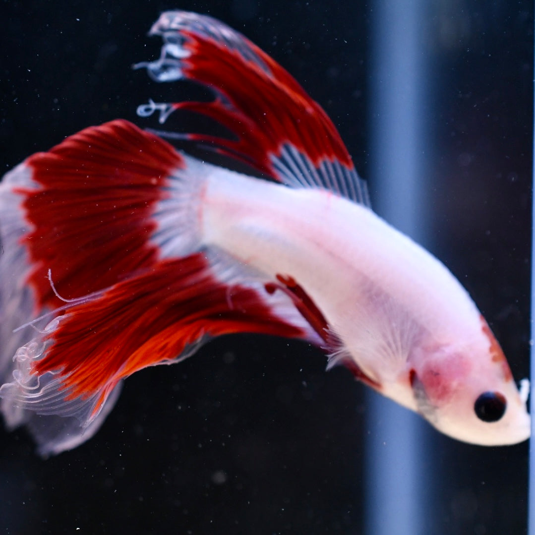 Tancho Halfmoon #1