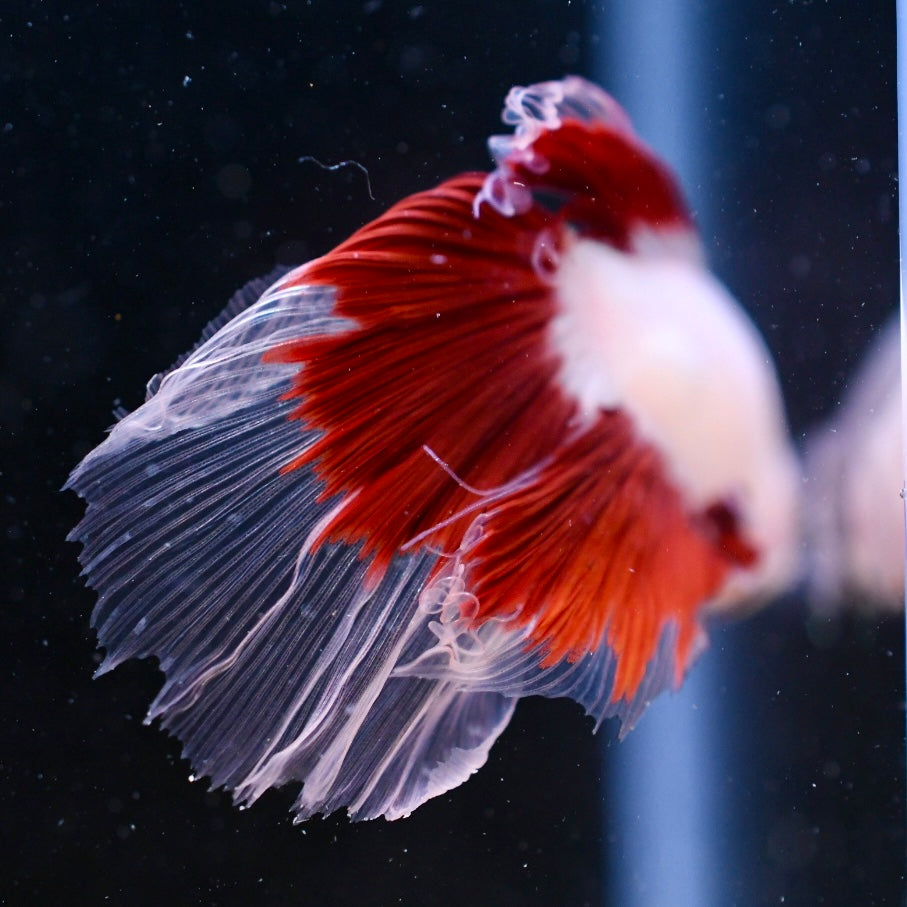 Tancho Halfmoon #1
