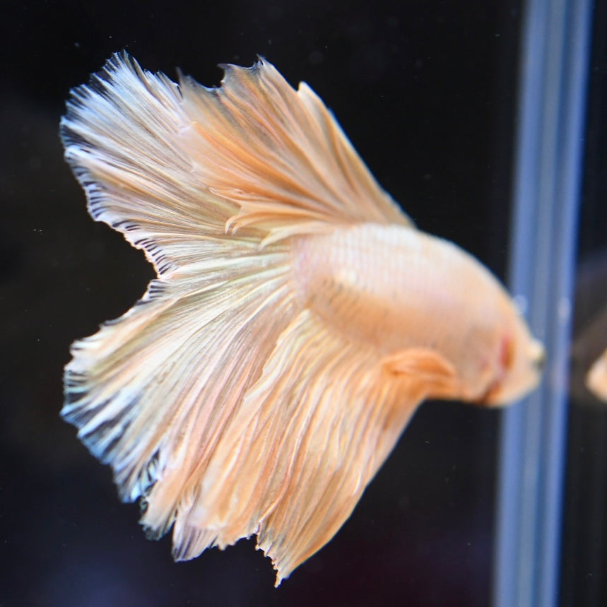 Full Gold Doubletail #1A