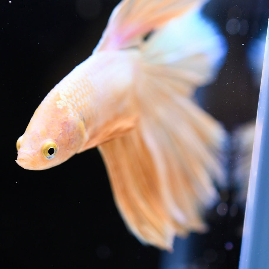 Full Gold Doubletail #1A