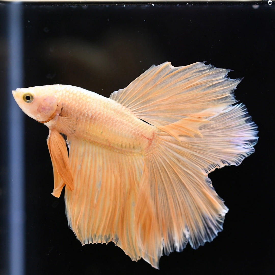 Full Gold Doubletail #1A
