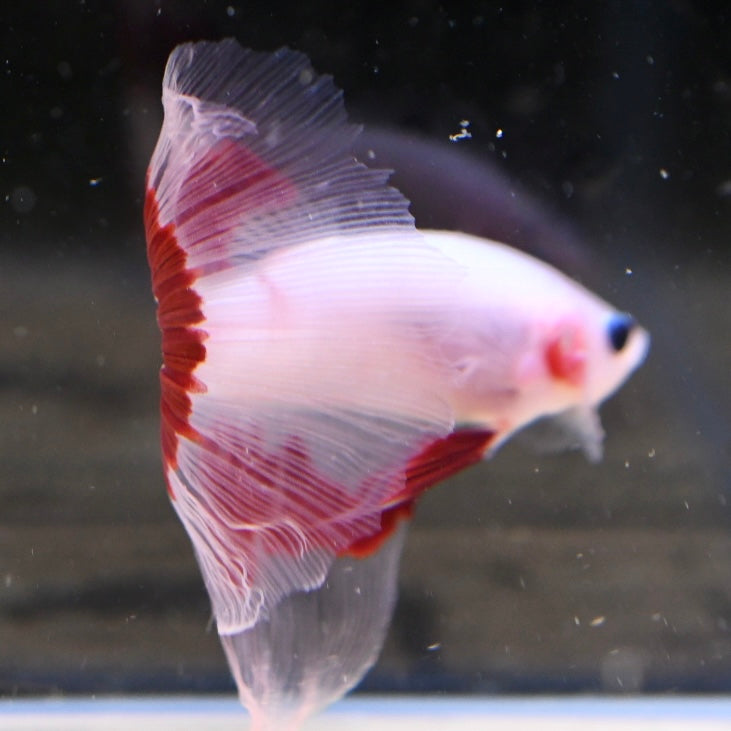 Tancho Halfmoon #2