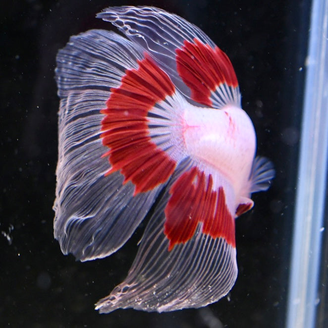 Tancho Halfmoon #2