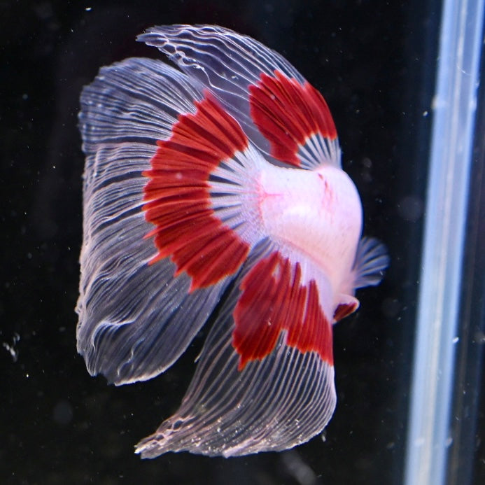 Tancho Halfmoon #2
