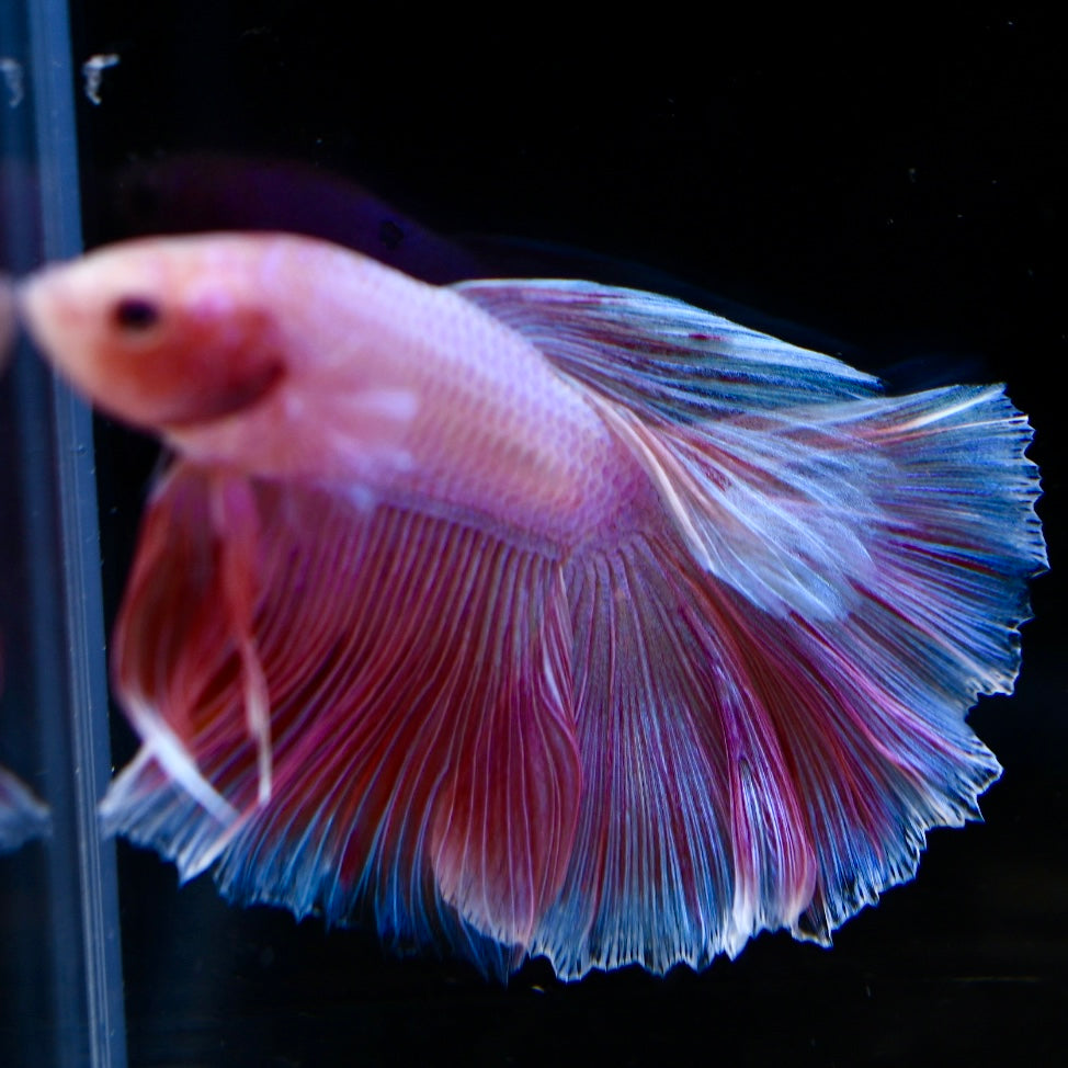 Full Pink Halfmoon #1