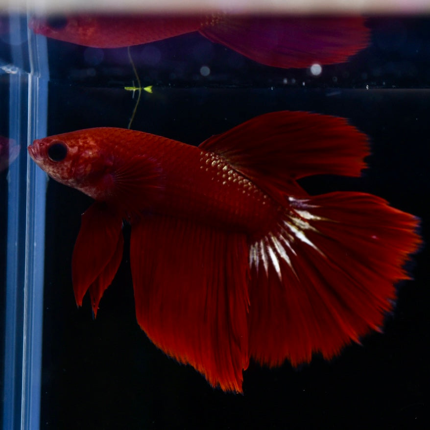 FCCP Plakat Long Fin #1