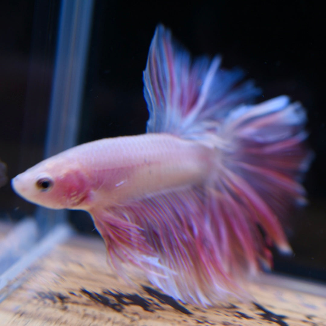 Full Pink Halfmoon #3