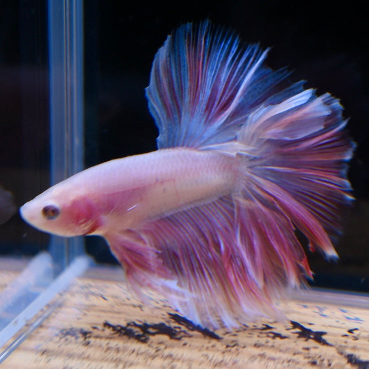 Full Pink Halfmoon #3
