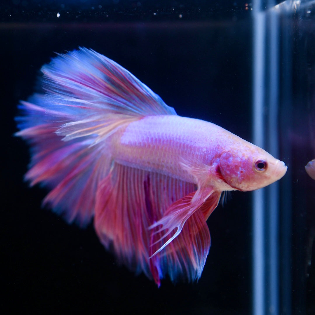 Full Pink Halfmoon #4