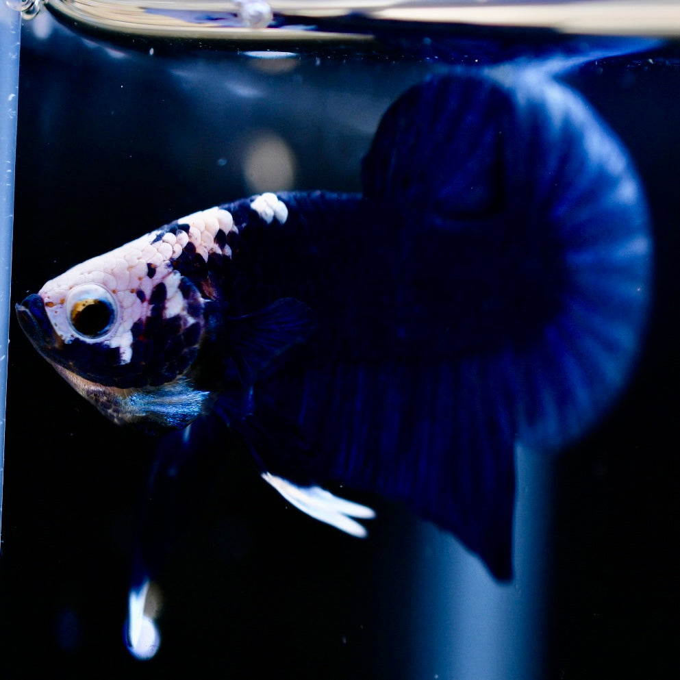 Plakat Snow Head Blue #1