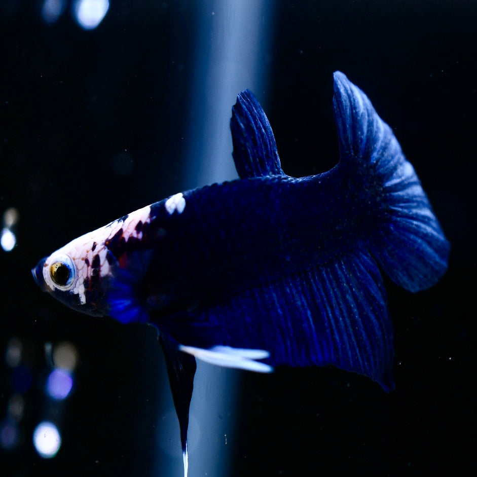 Plakat Snow Head Blue #1