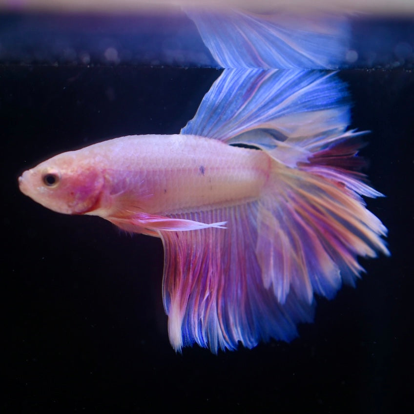 Full Pink Halfmoon #4