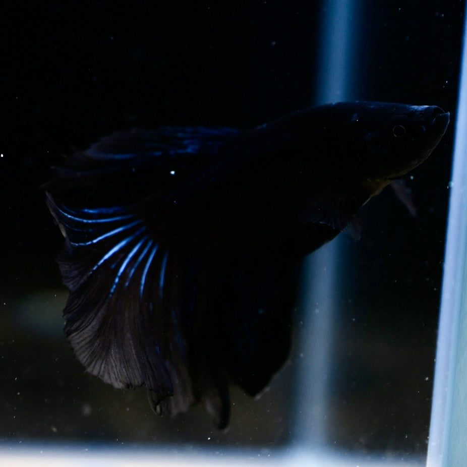 (rare) Full Black Halfmoon #1
