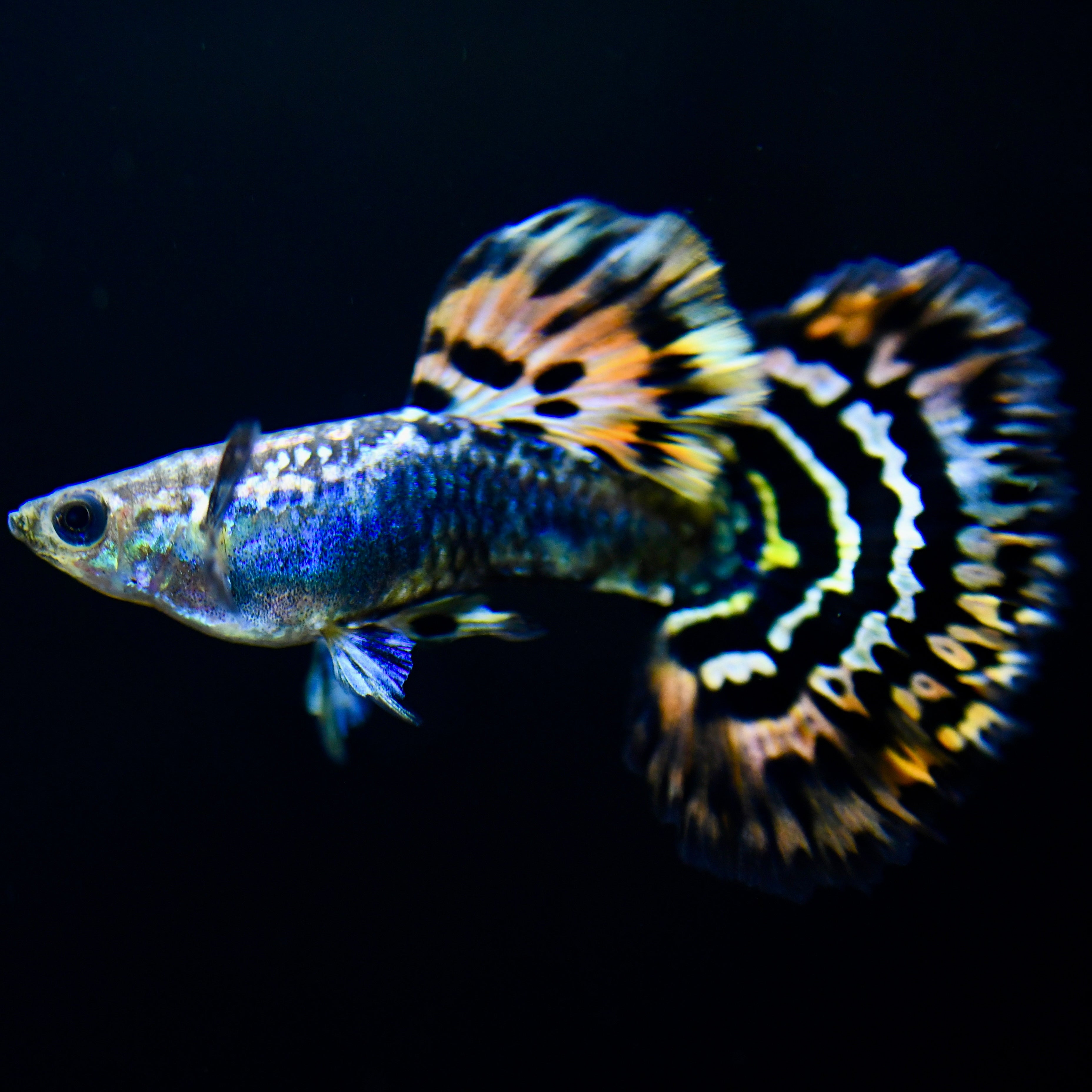 Leopard Spot - Canada Guppies