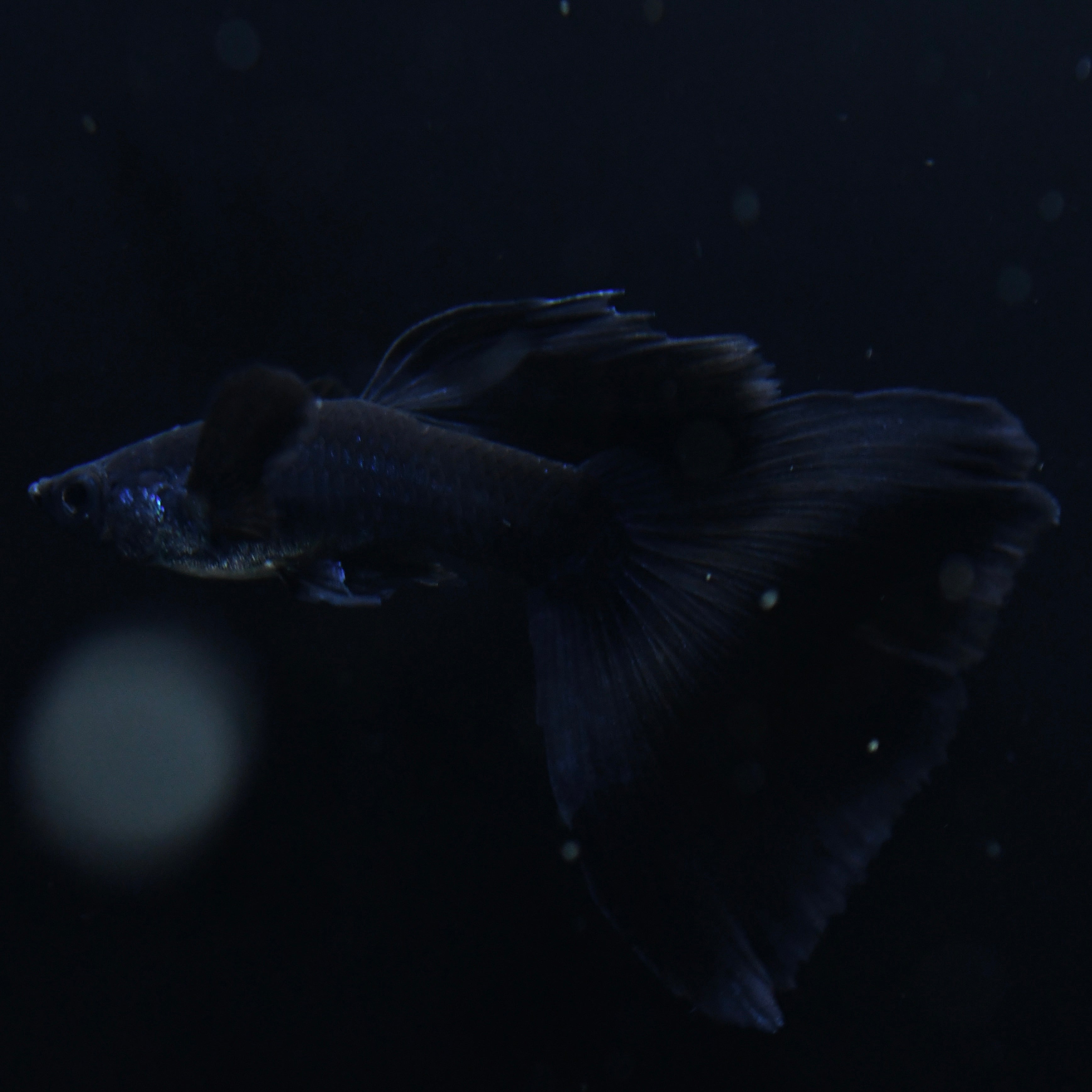 Midnight Black Moscow