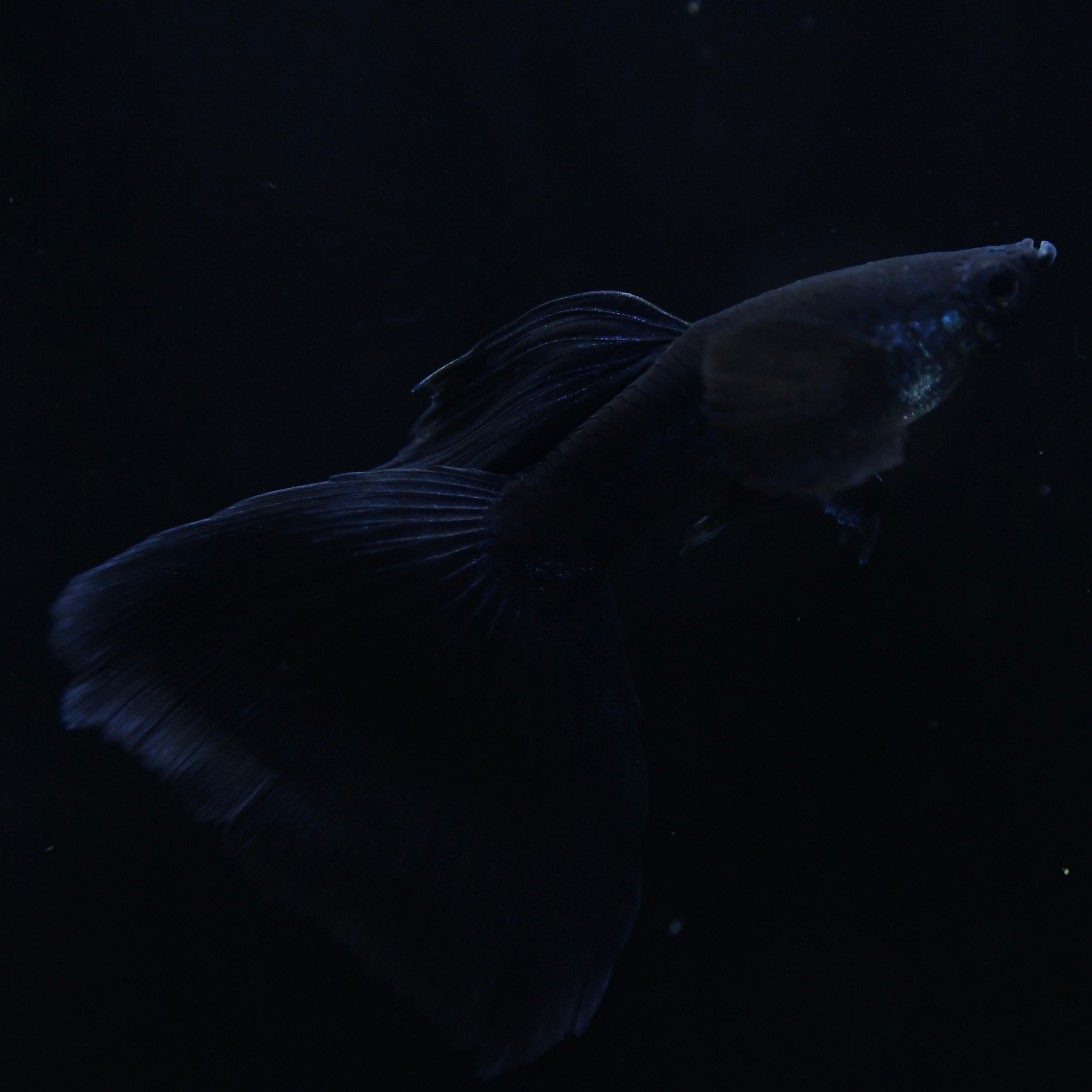 Midnight Black Moscow