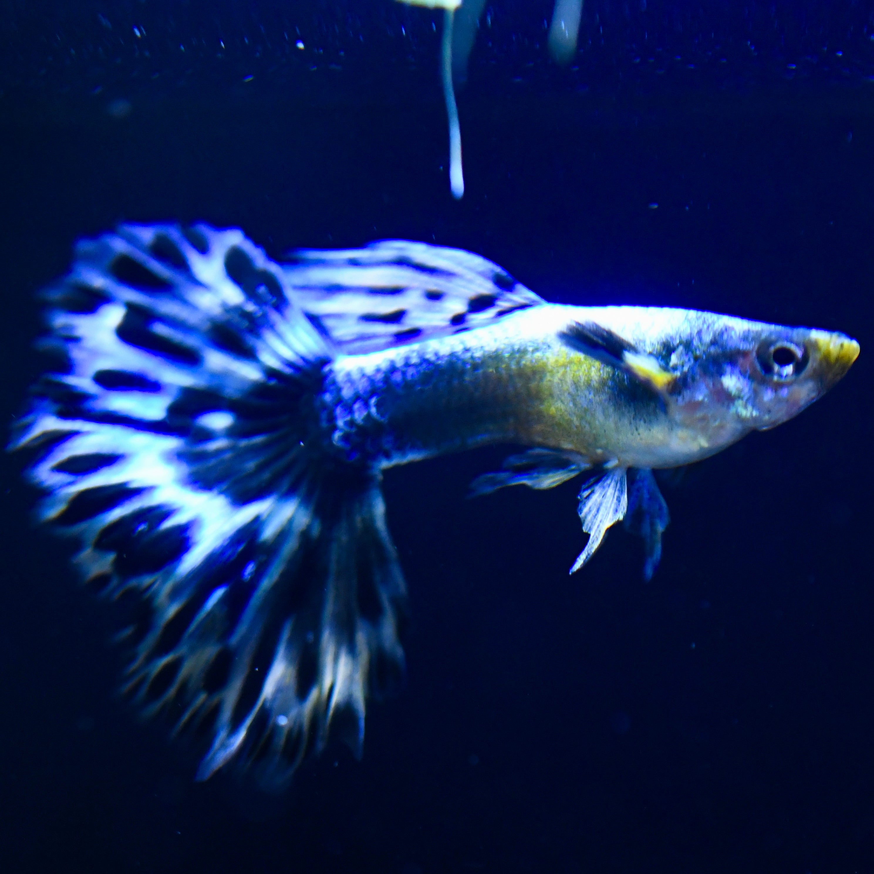 Purple Mosaic - Canada Guppies