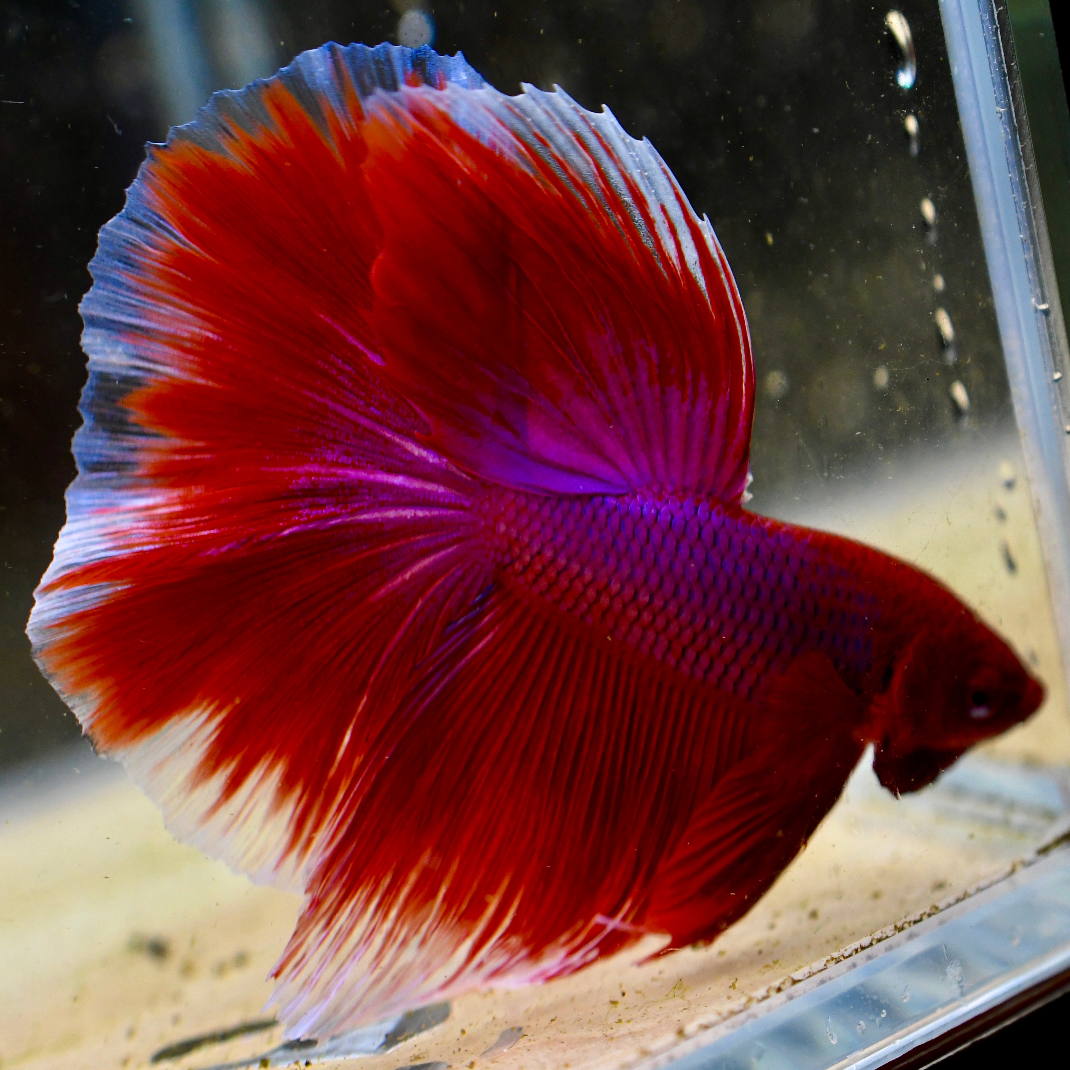 Red Salamander Halfmoon #A3