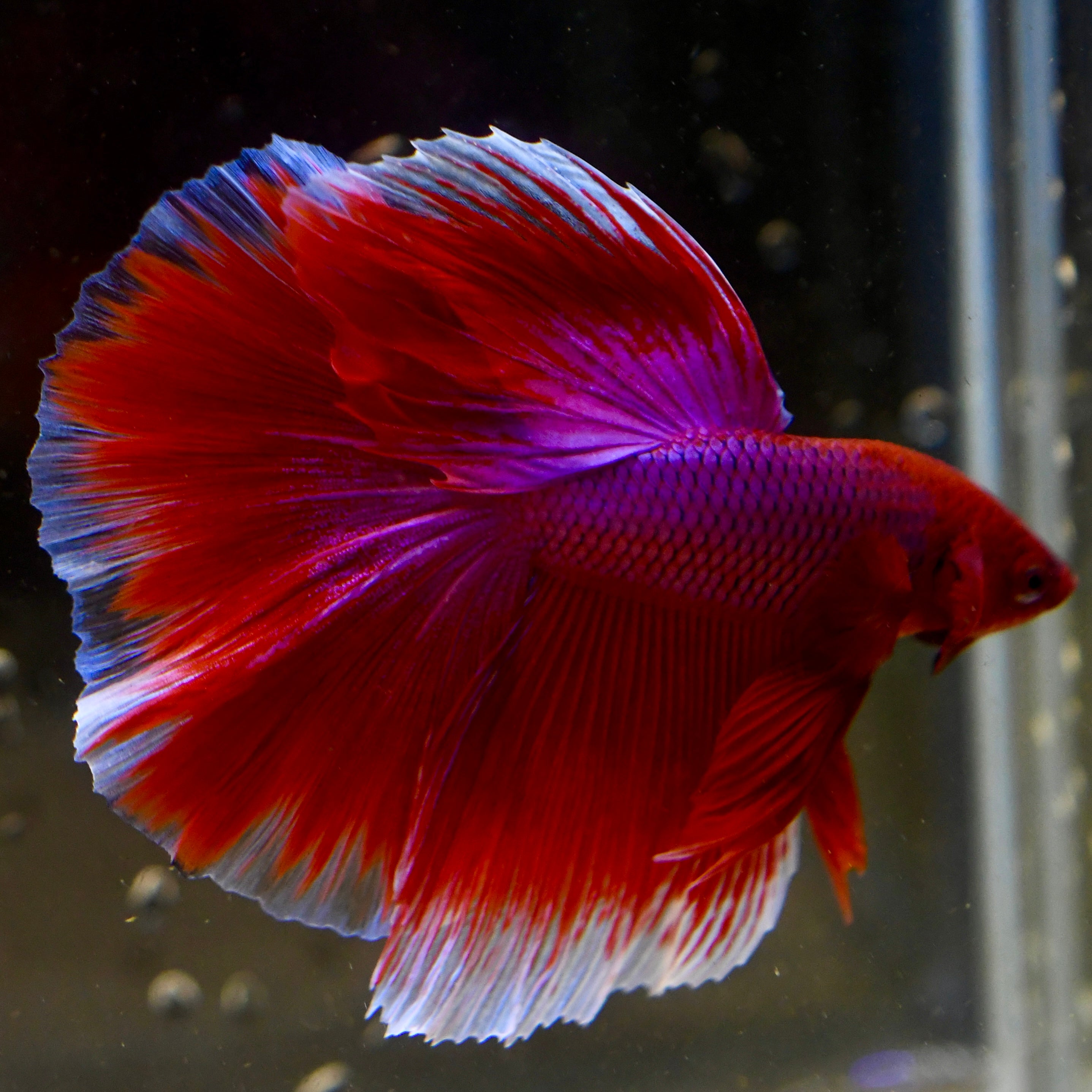 Red Salamander Halfmoon #A3