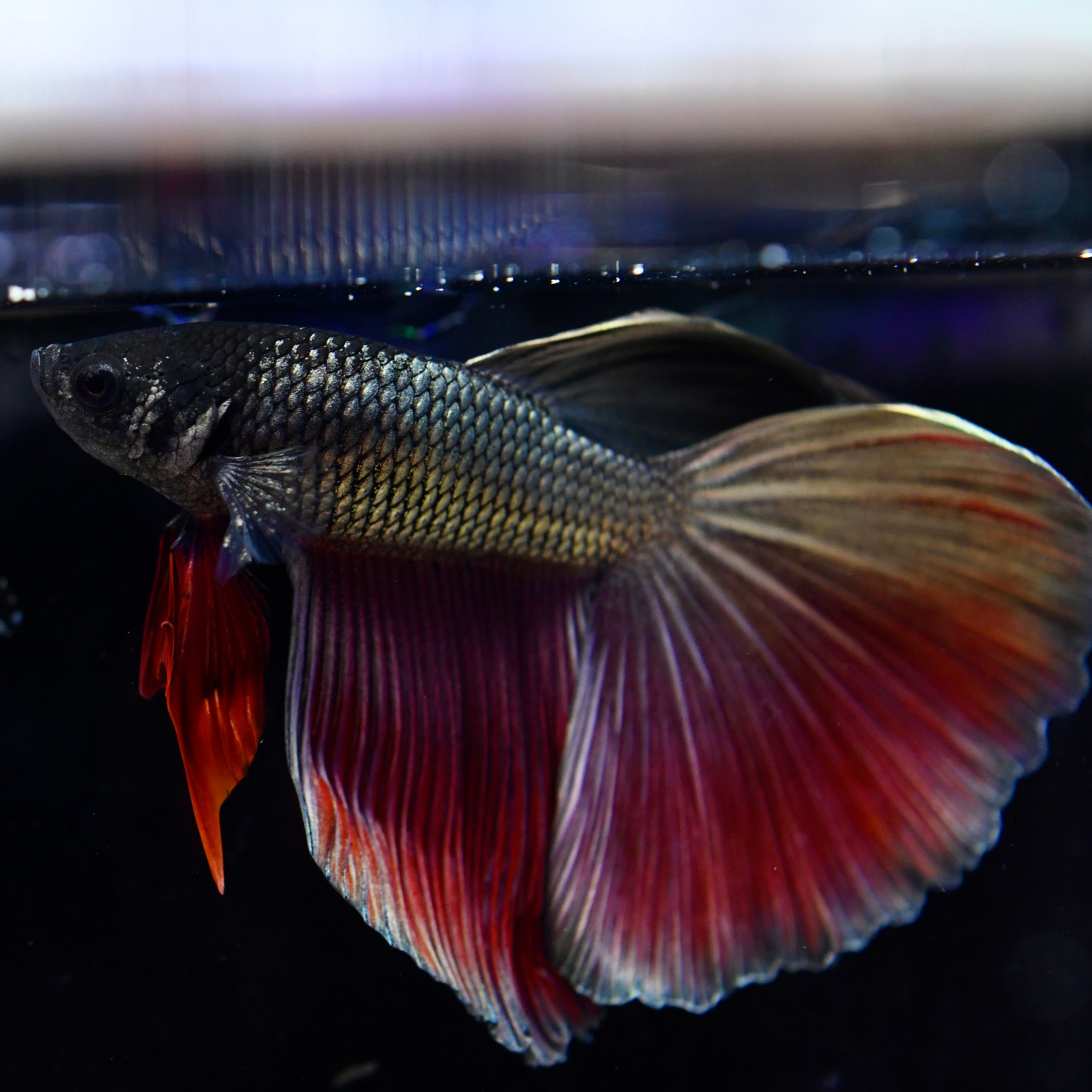 Copper Dragon Halfmoon #A12