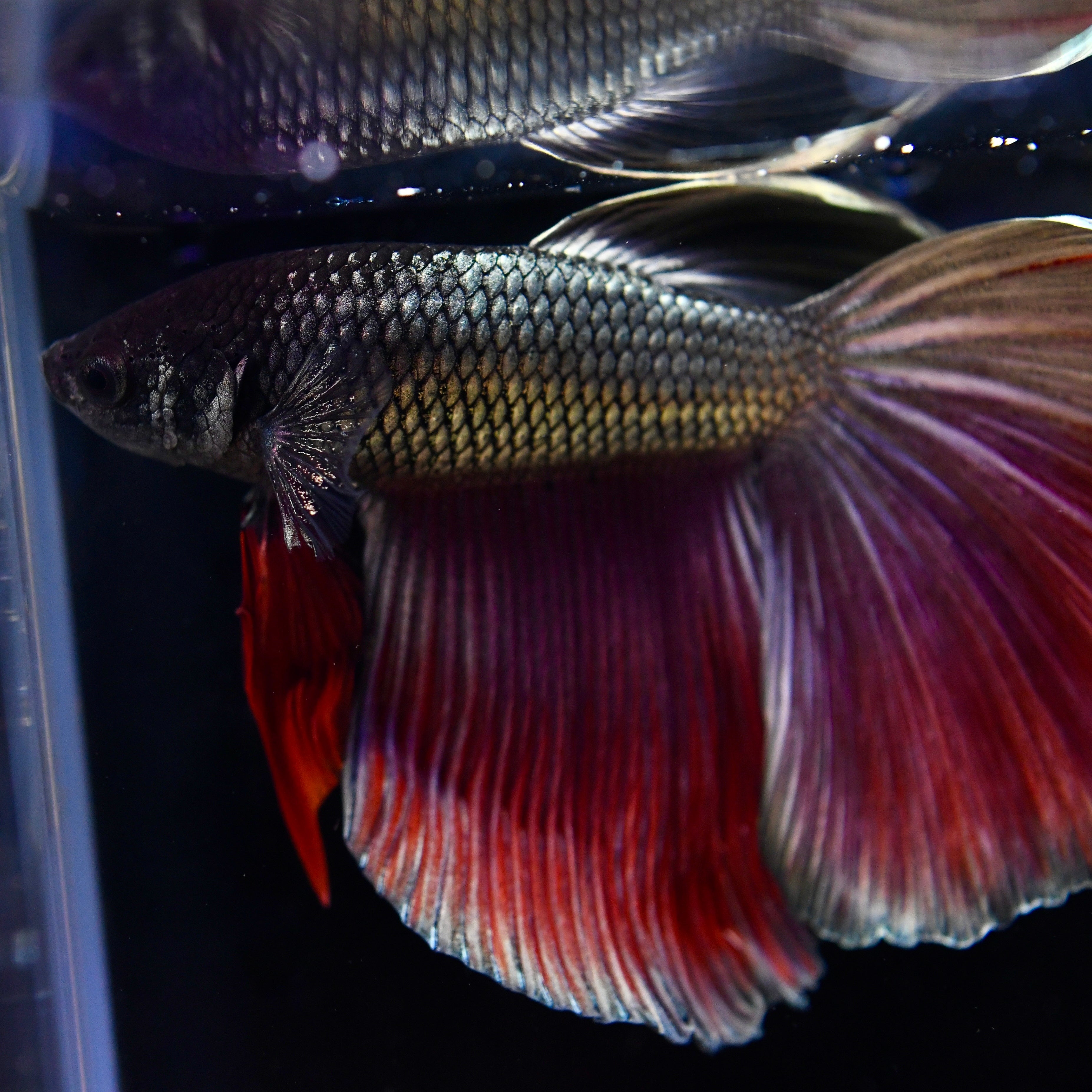 Copper Dragon Halfmoon #A12