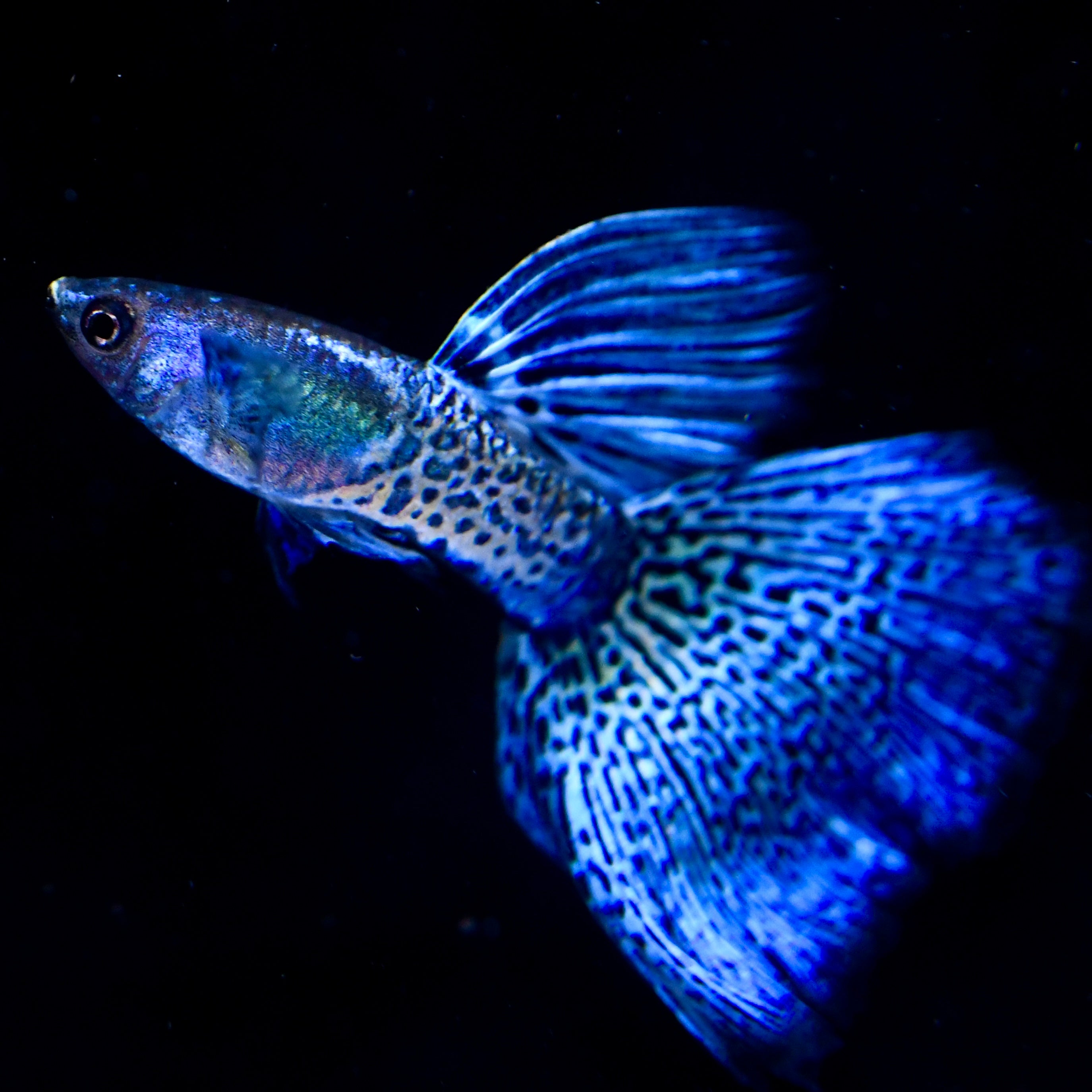 (LIMITED) Supreme Blue Metallic Lace