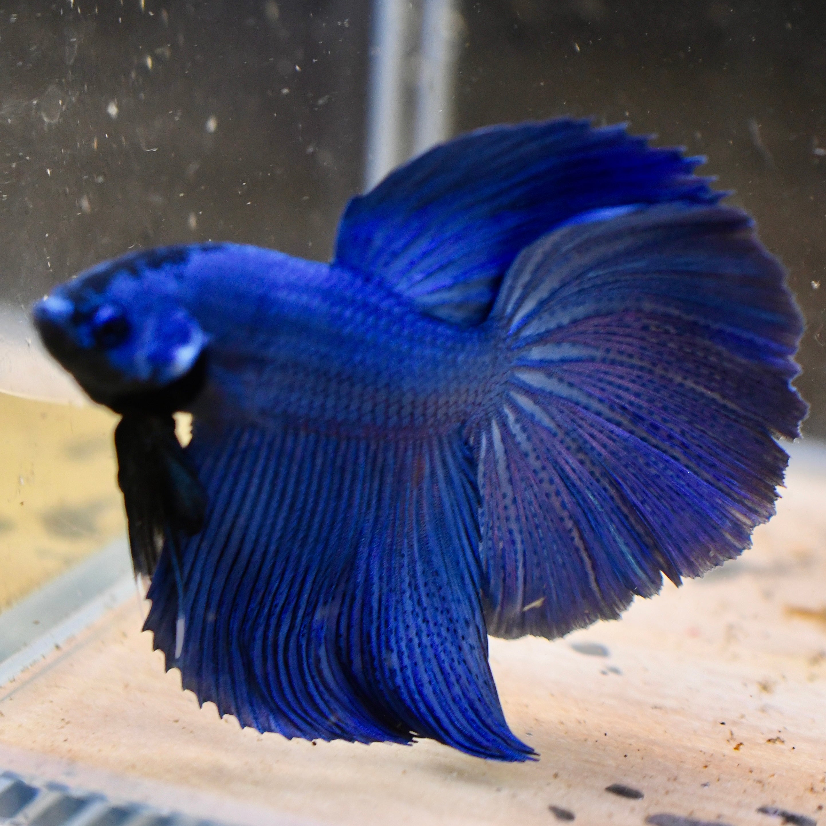 Royal Blue Halfmoon Betta #A3