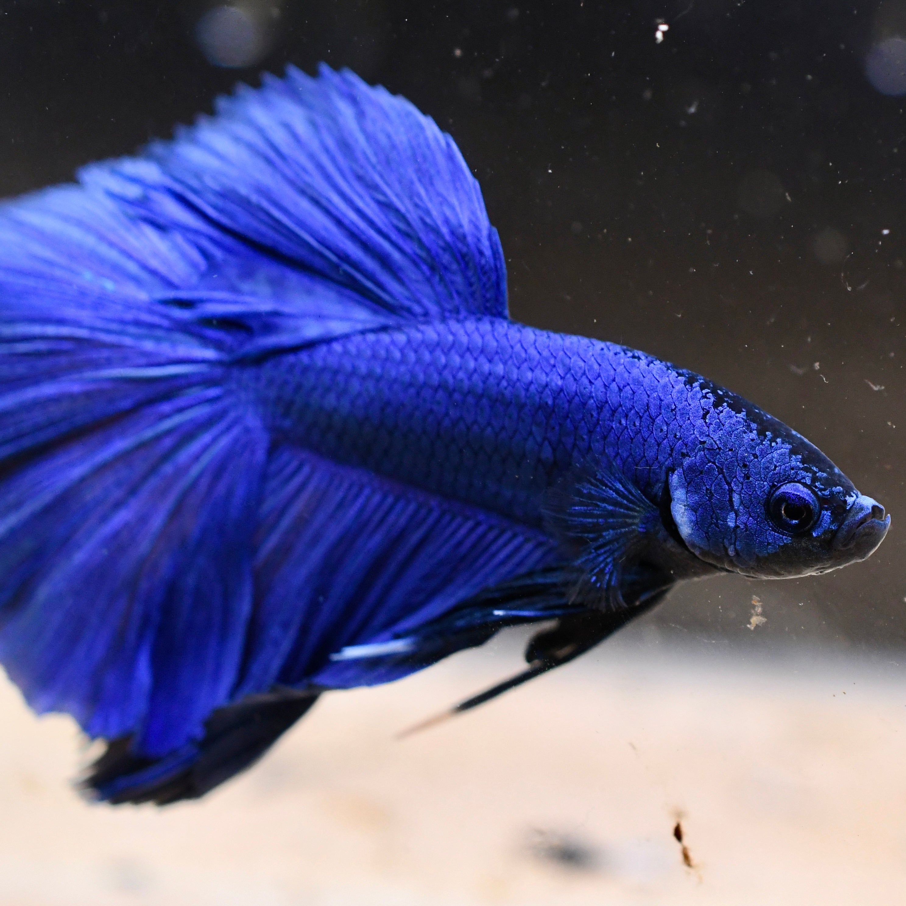 Royal Blue Halfmoon Betta #A3