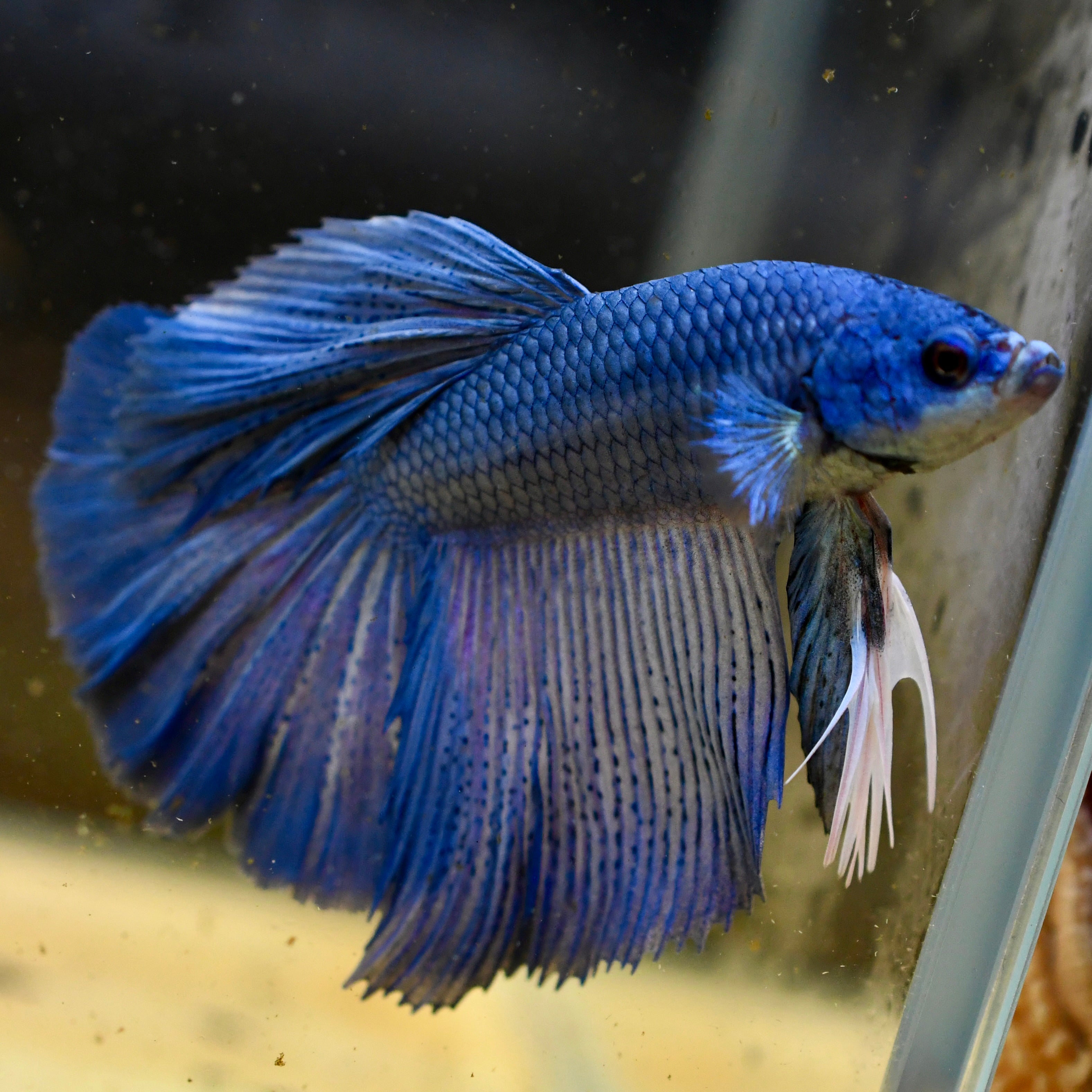 Royal Blue Halfmoon Betta #A30