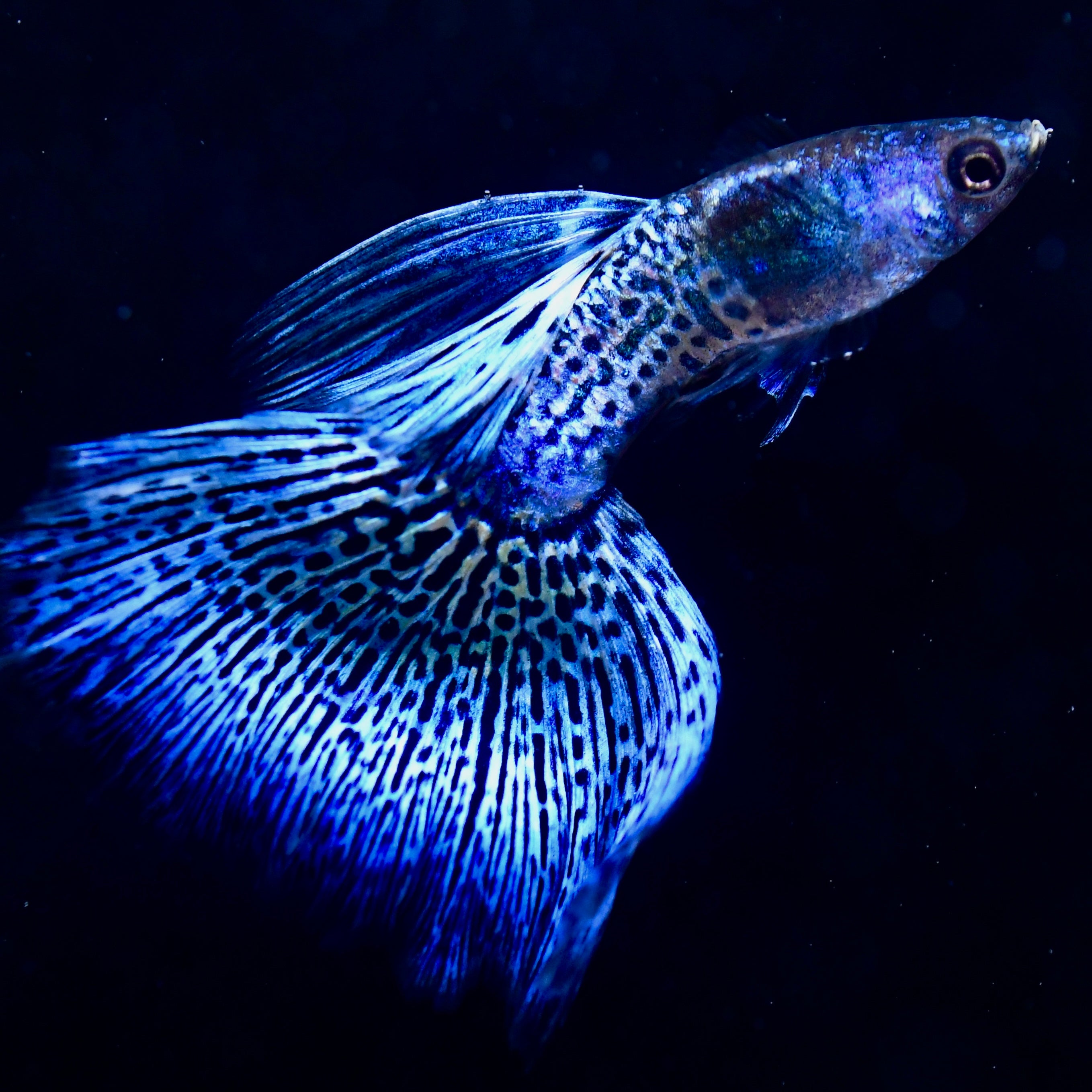 (LIMITED) Supreme Blue Metallic Lace