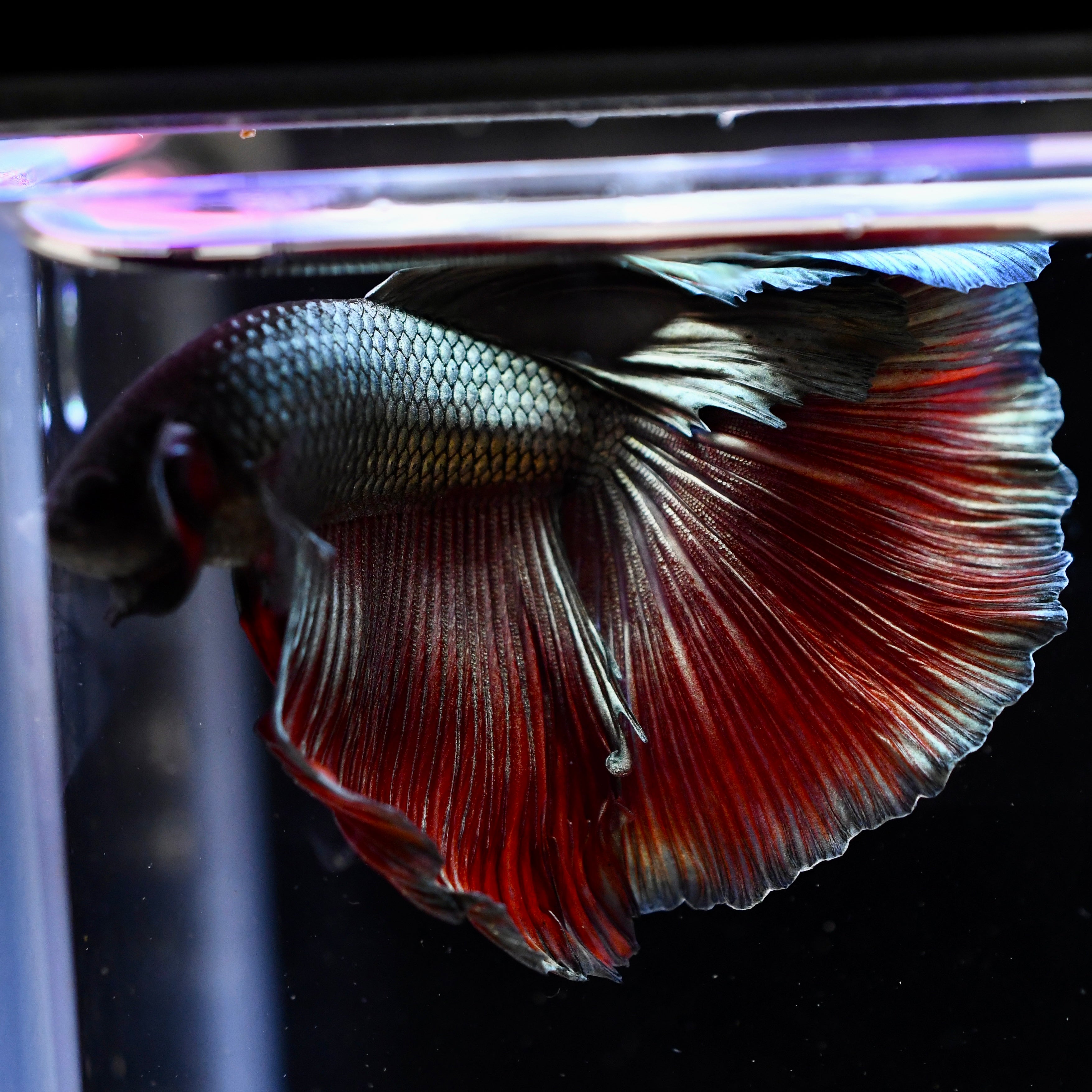 Copper Dragon Halfmoon #A12