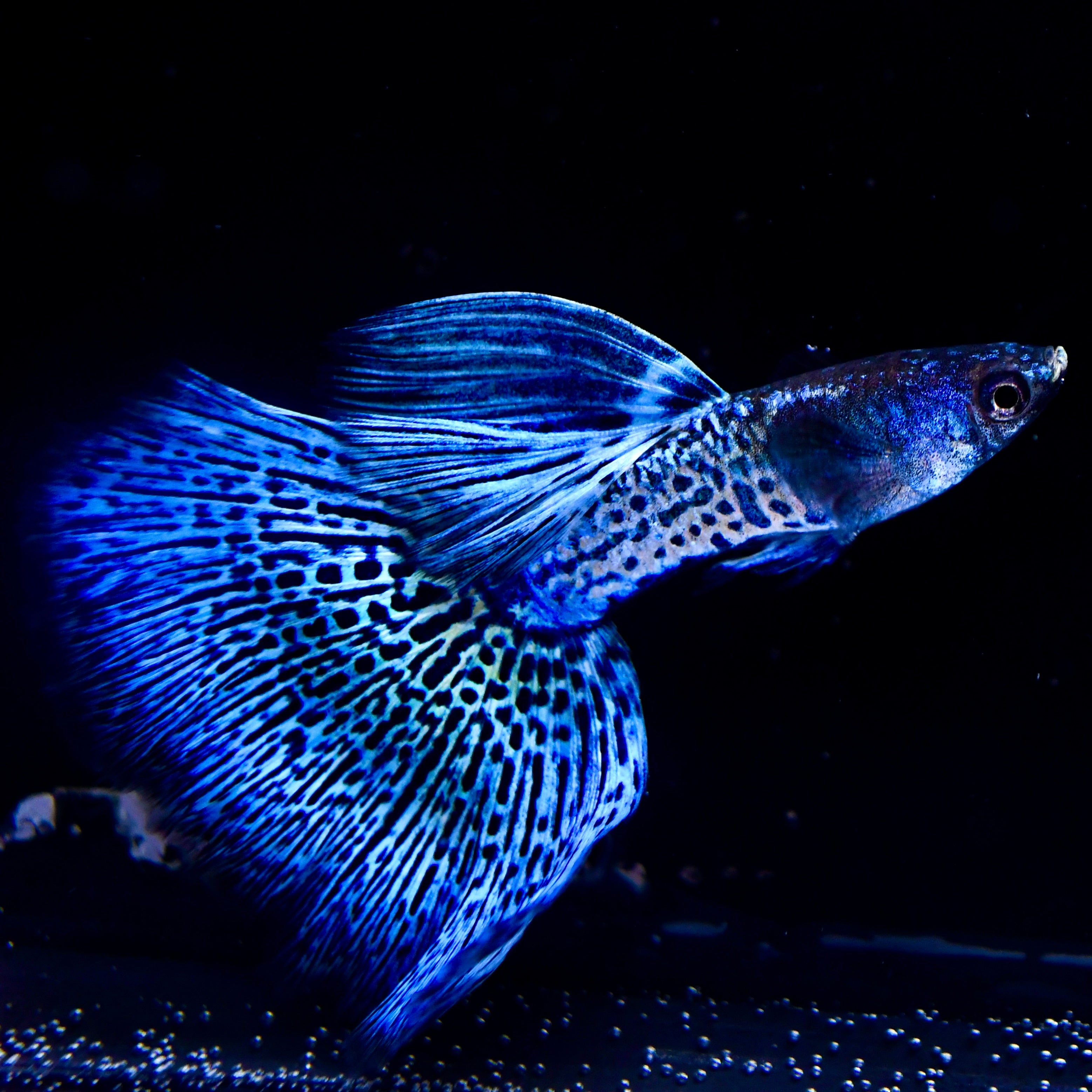 (LIMITED) Supreme Blue Metallic Lace