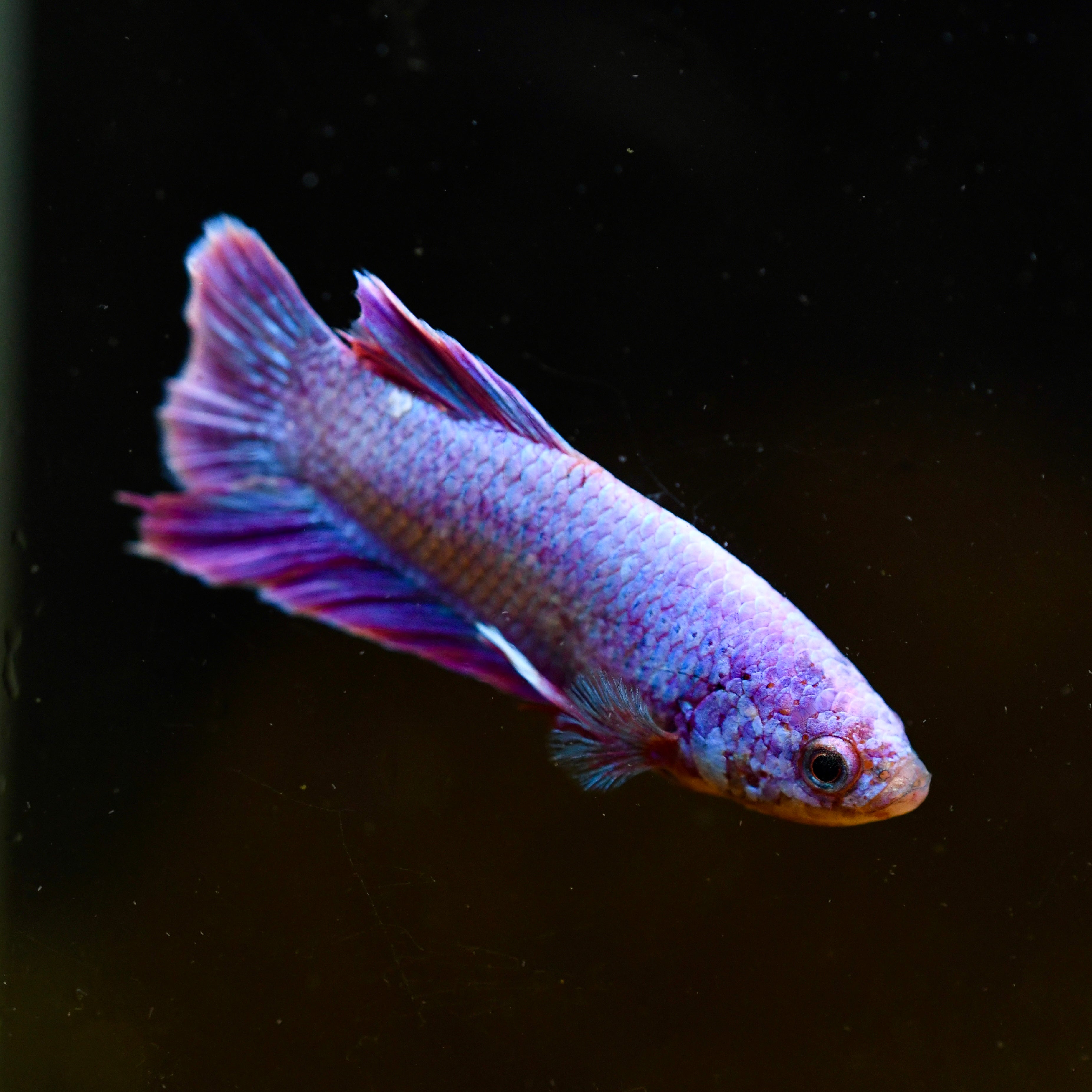 Plakat Purple Hologram A1
