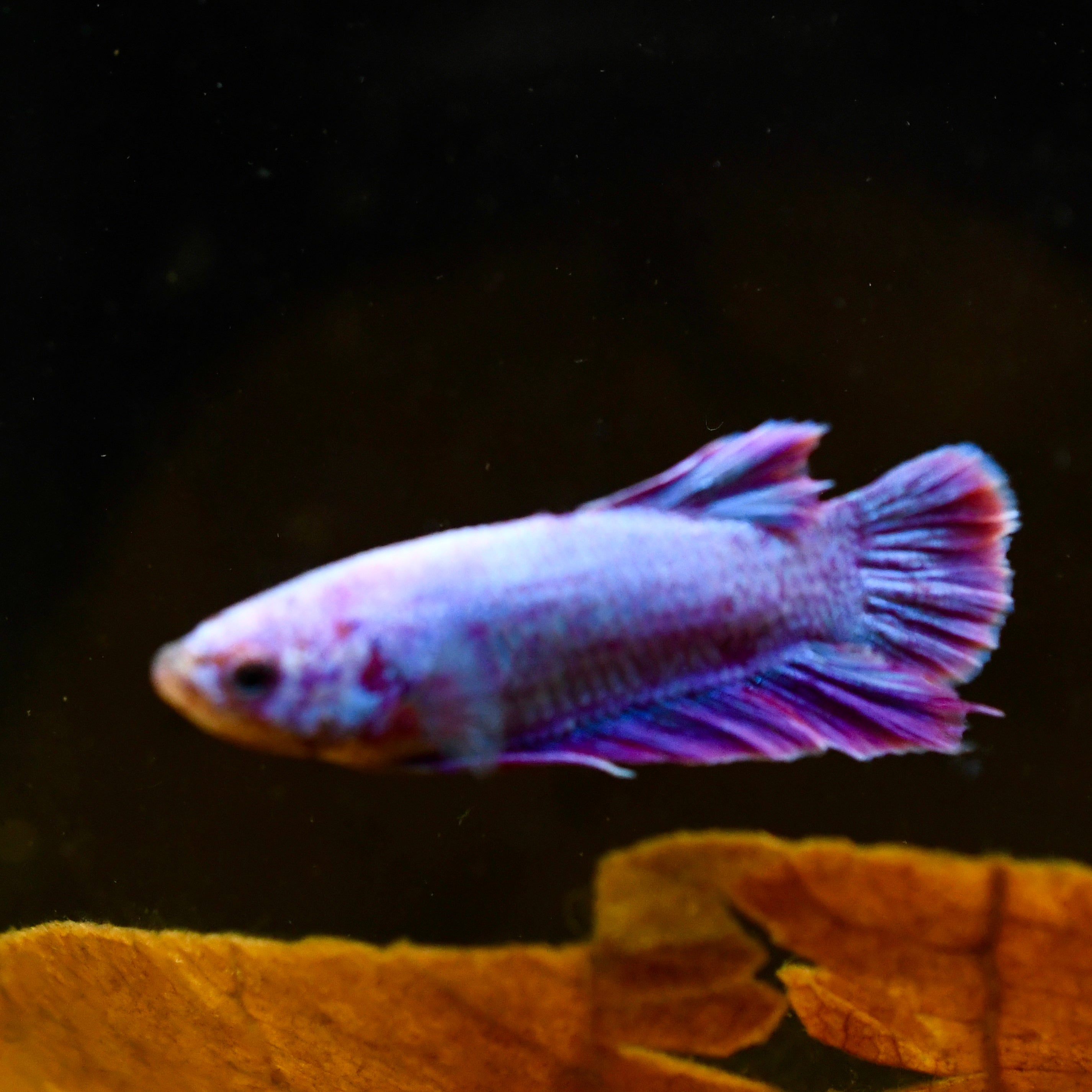 Plakat Purple Hologram A1