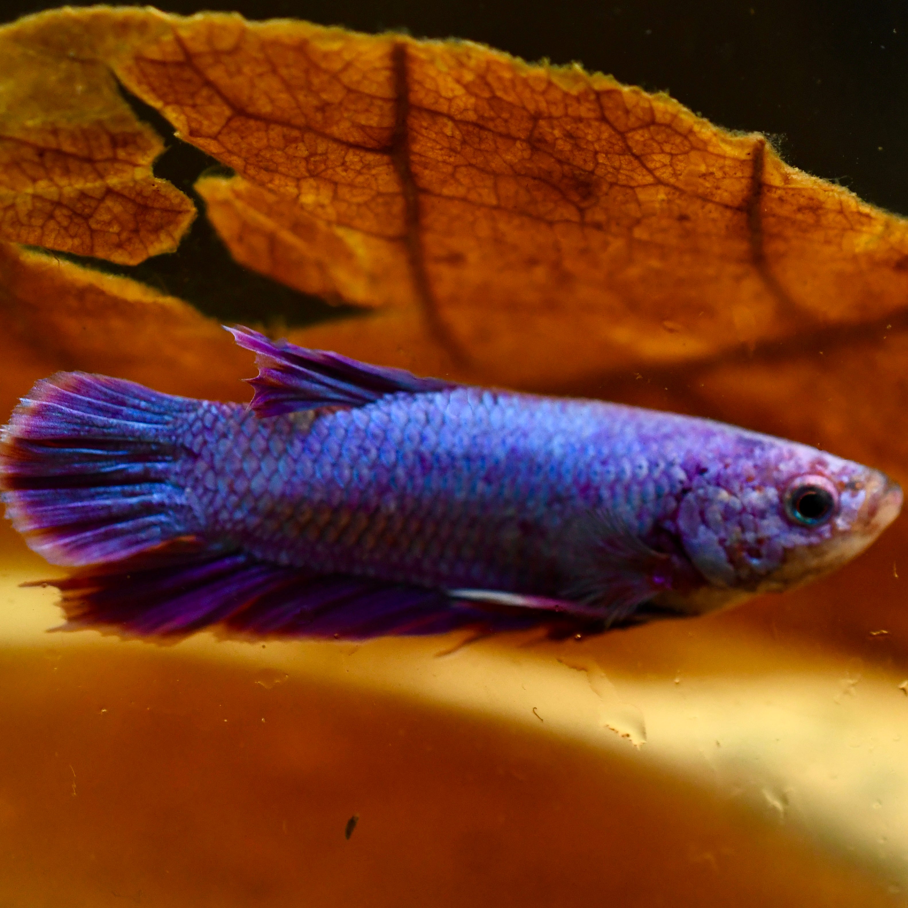Plakat Purple Hologram A1