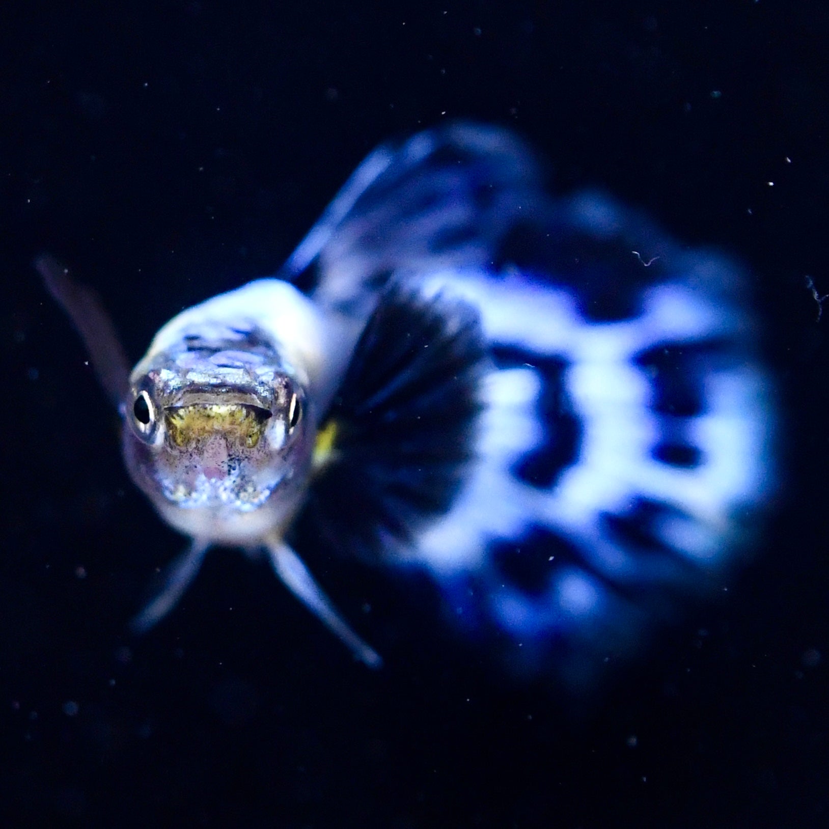 Ivory Mosaic - Canada Guppies