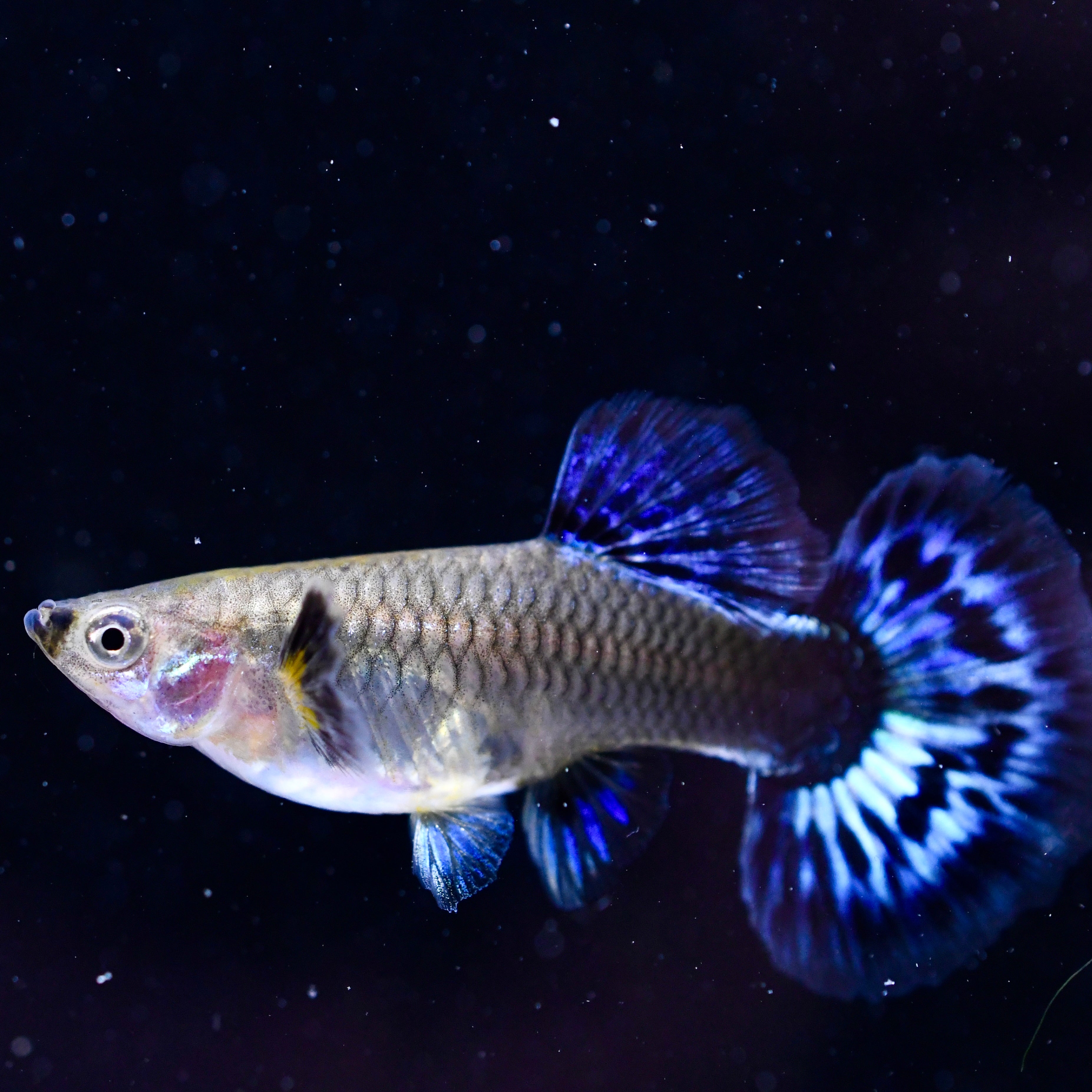 Ivory Mosaic - Canada Guppies