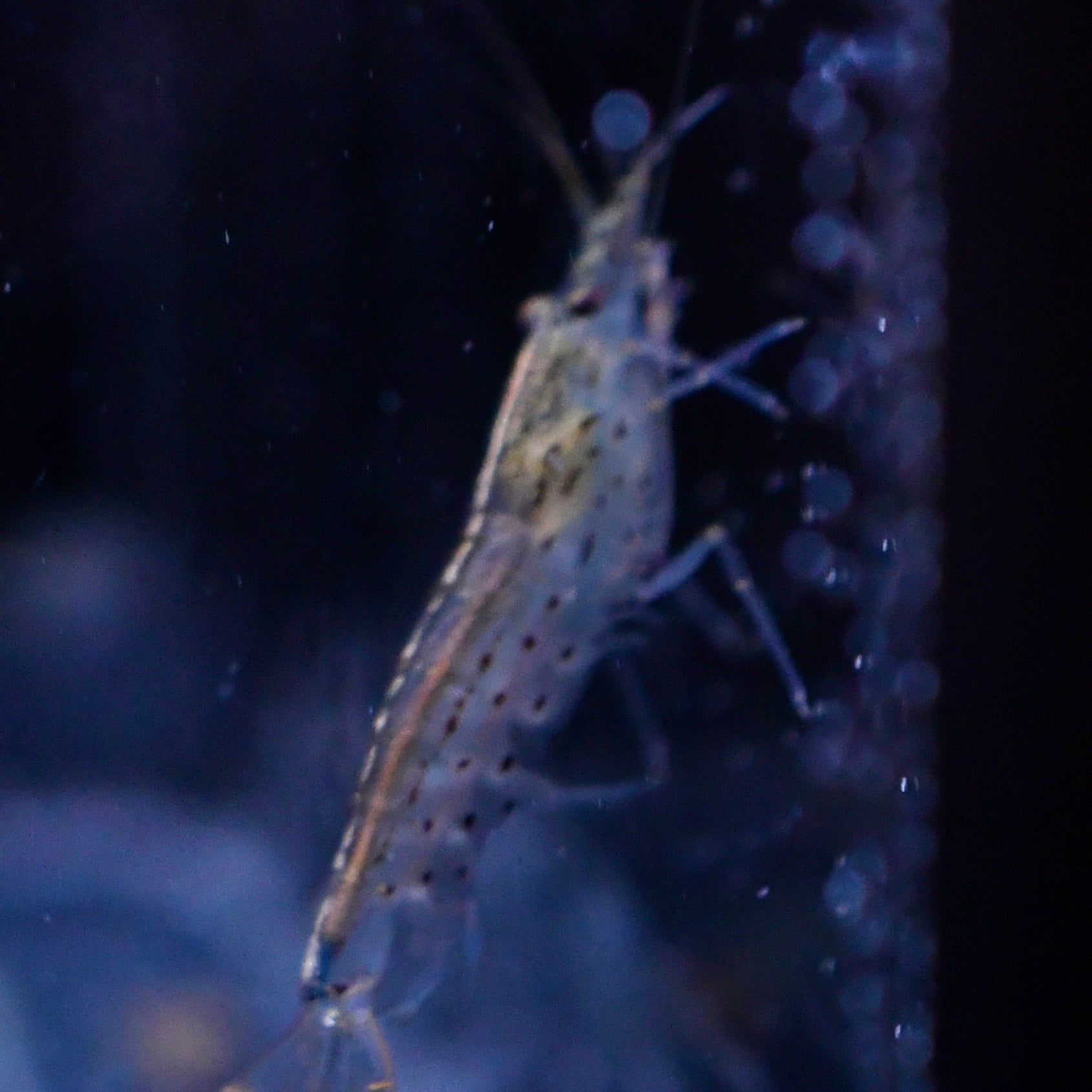 Amano Shrimp