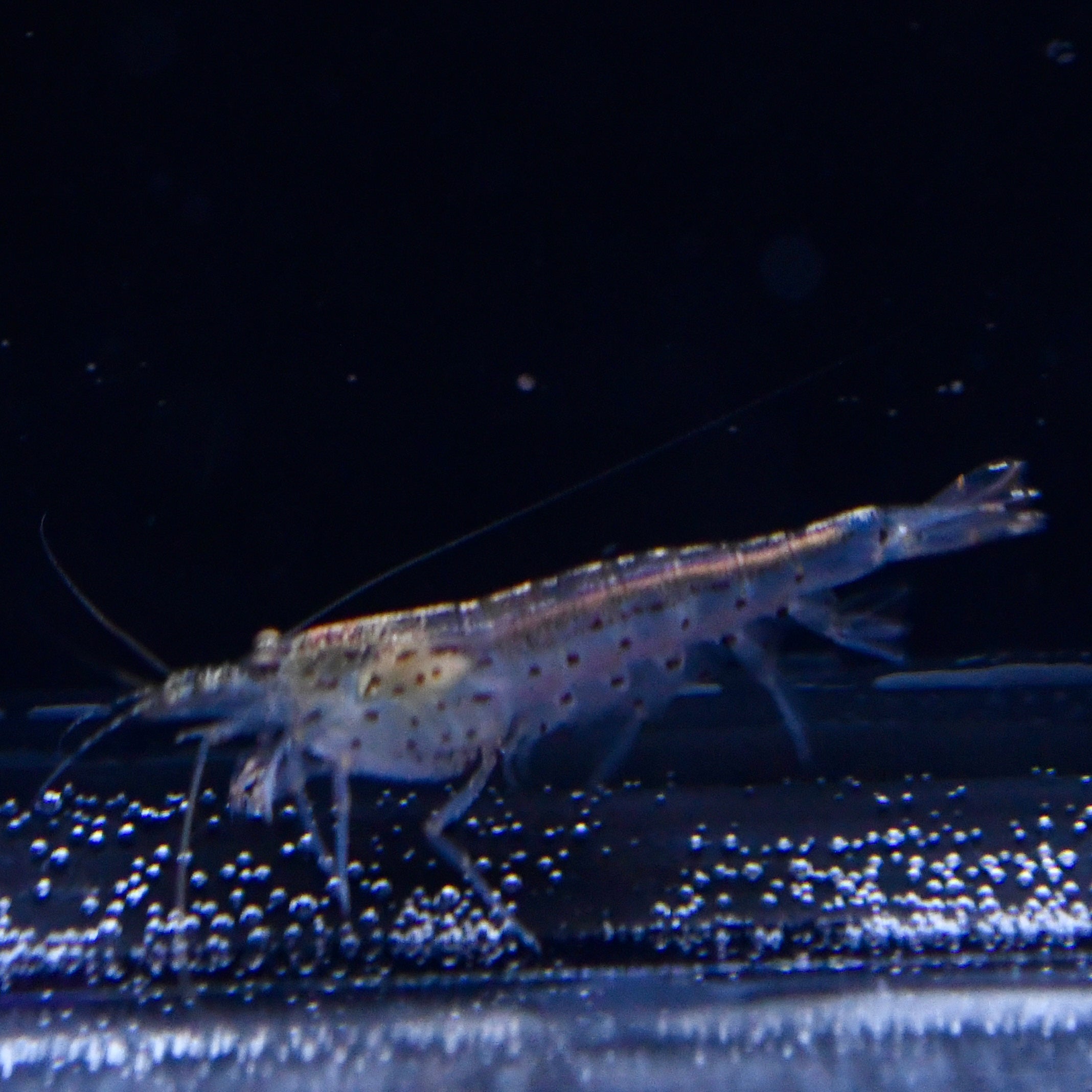 Amano Shrimp
