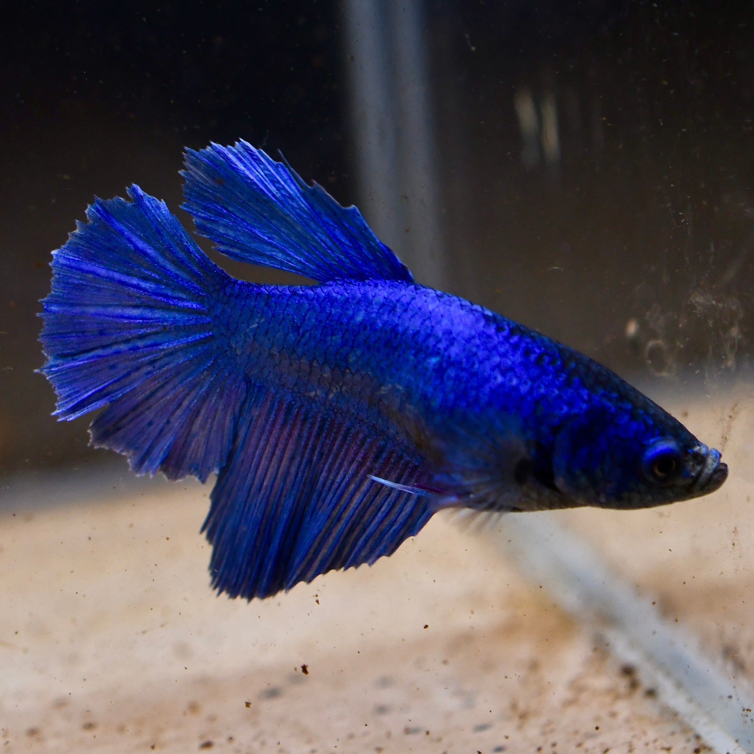 Female Royal Blue HM #A1