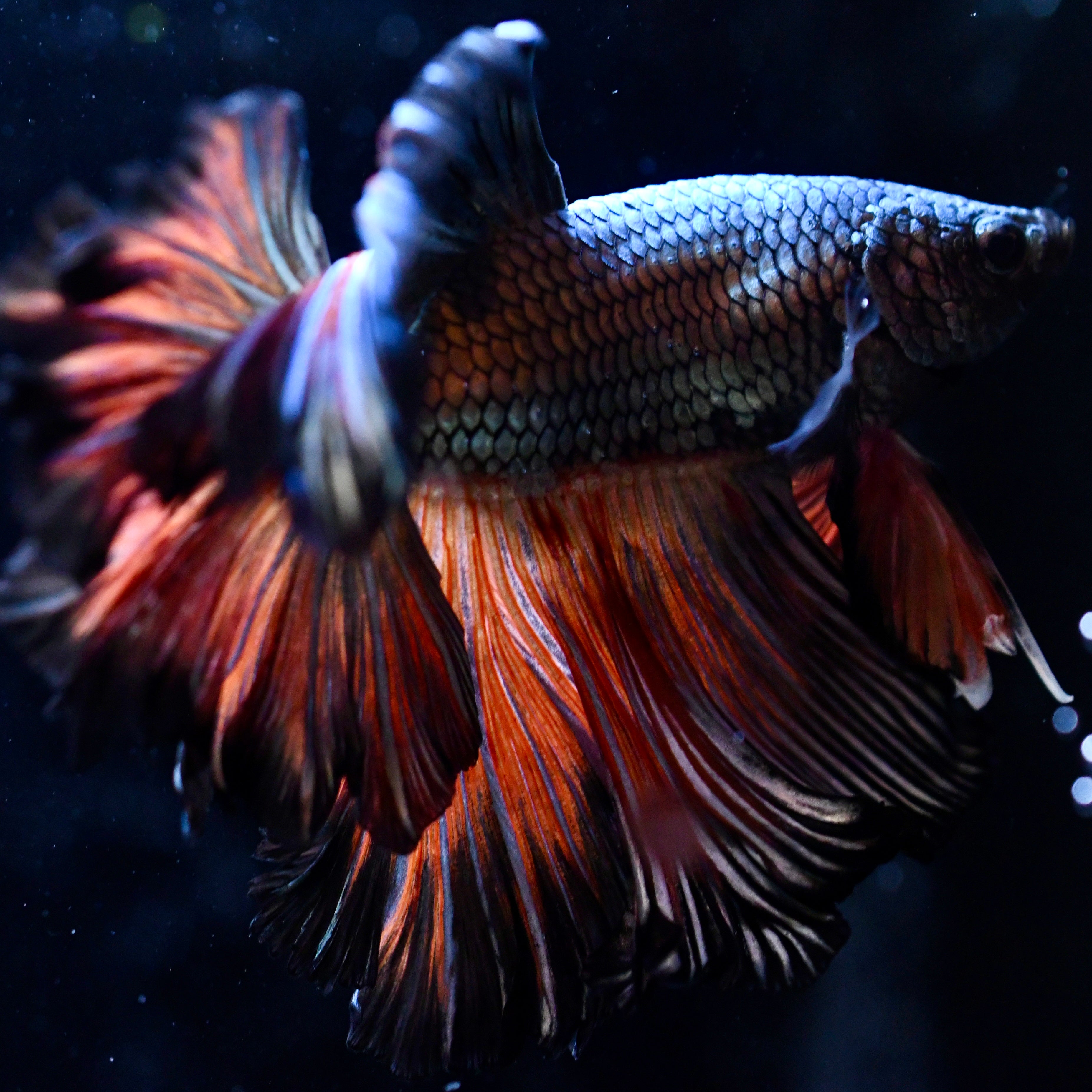 Copper Dragon Halfmoon #1