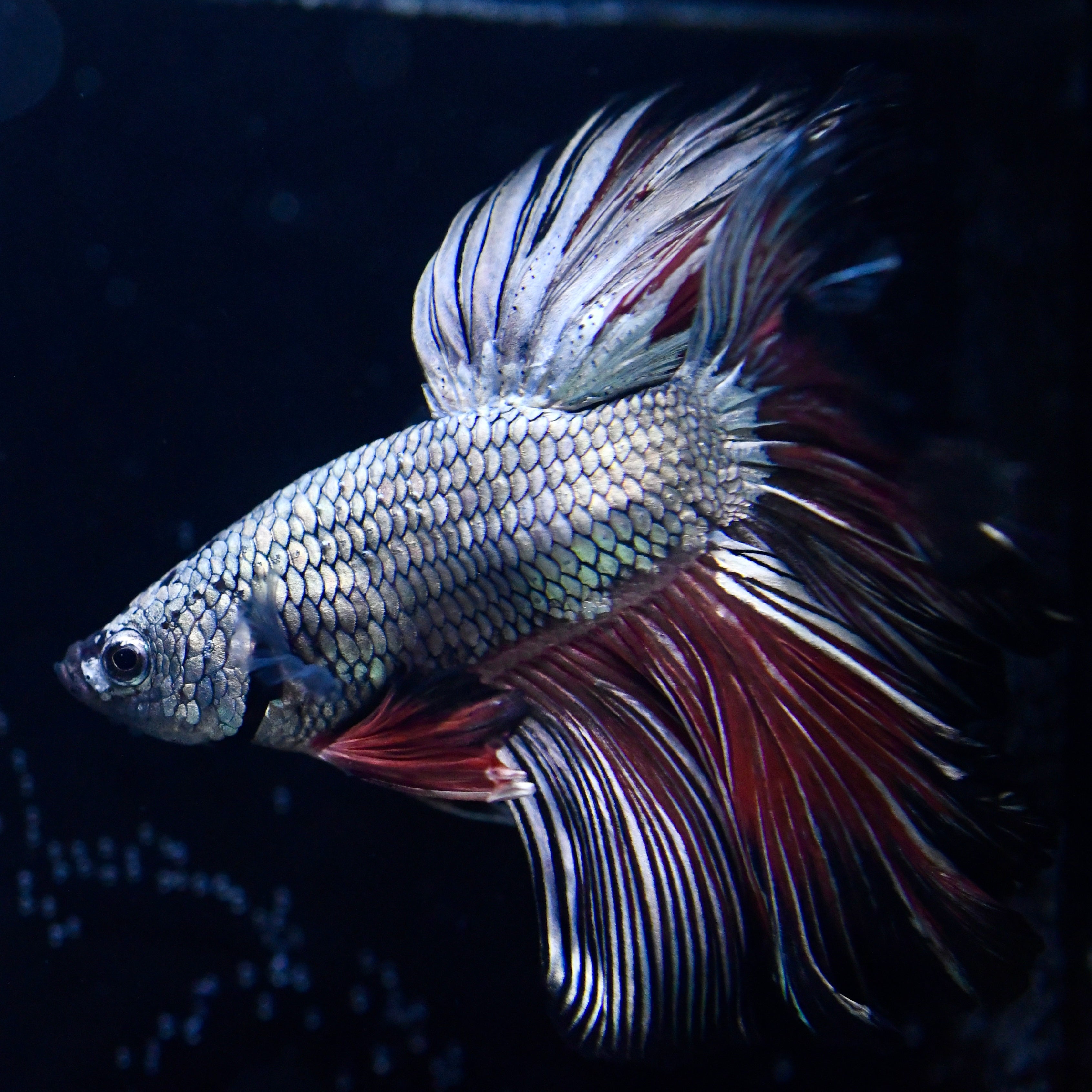 Copper Dragon Halfmoon #1