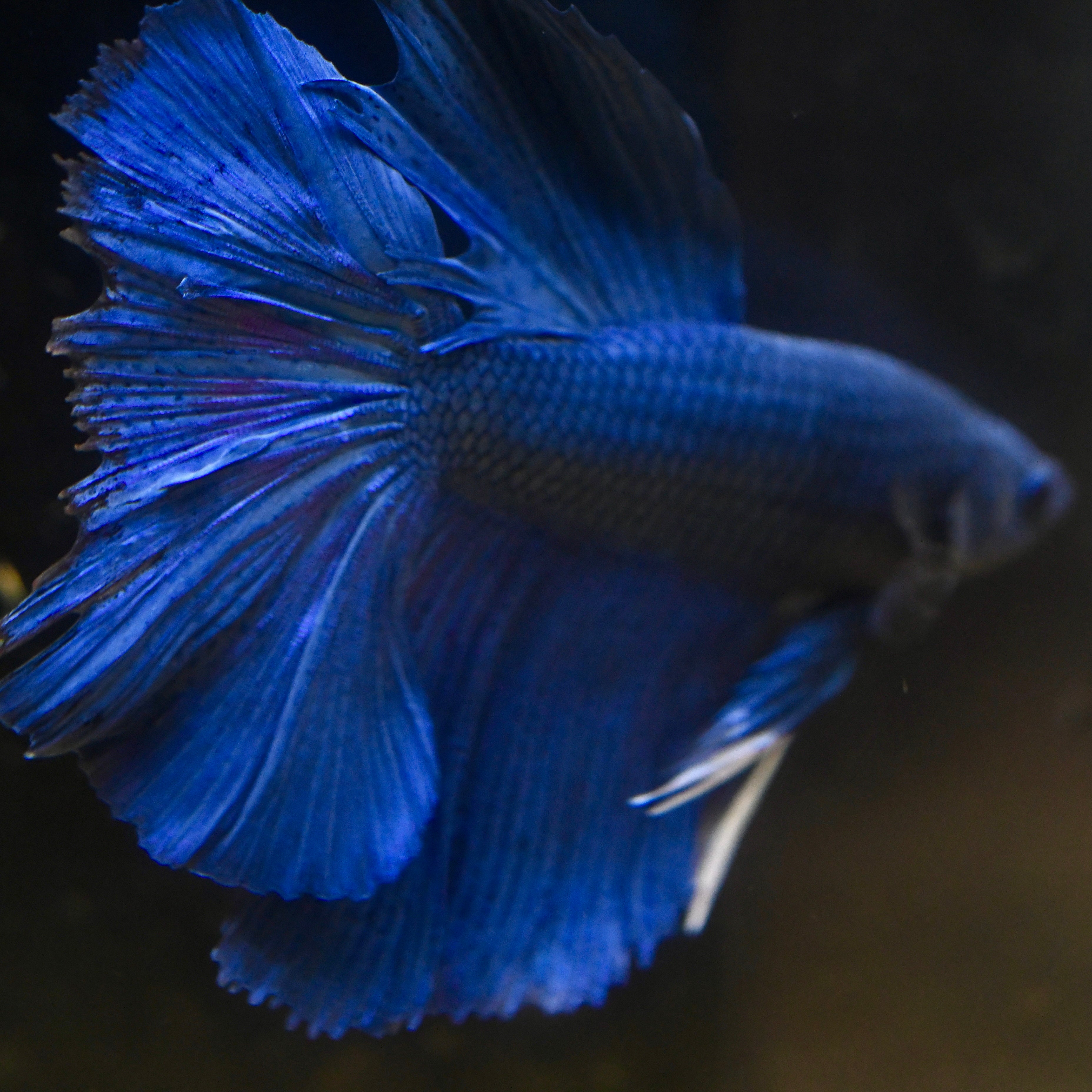 Royal Blue Halfmoon Betta #A15 - Canada Guppies