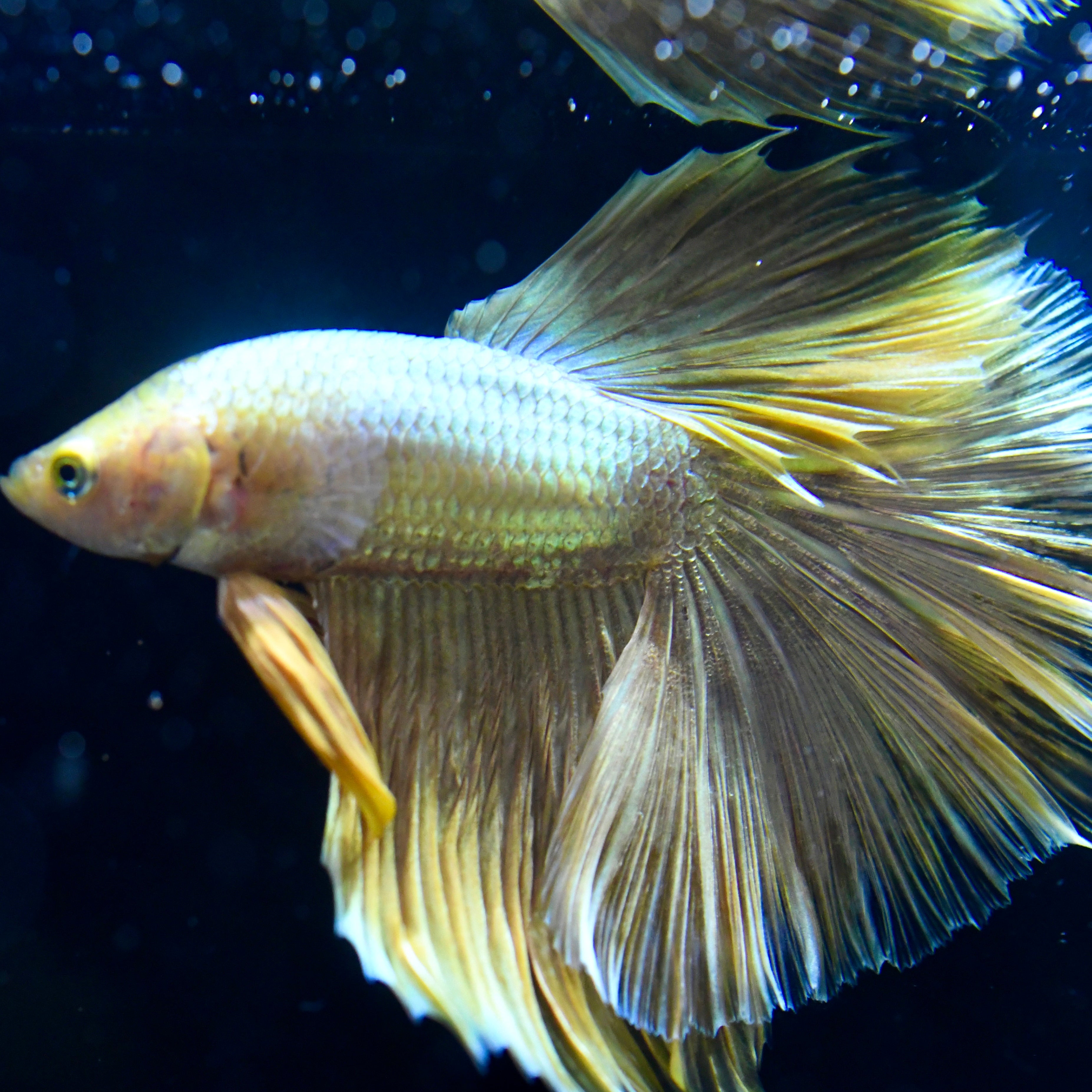 Full Gold Halfmoon #1