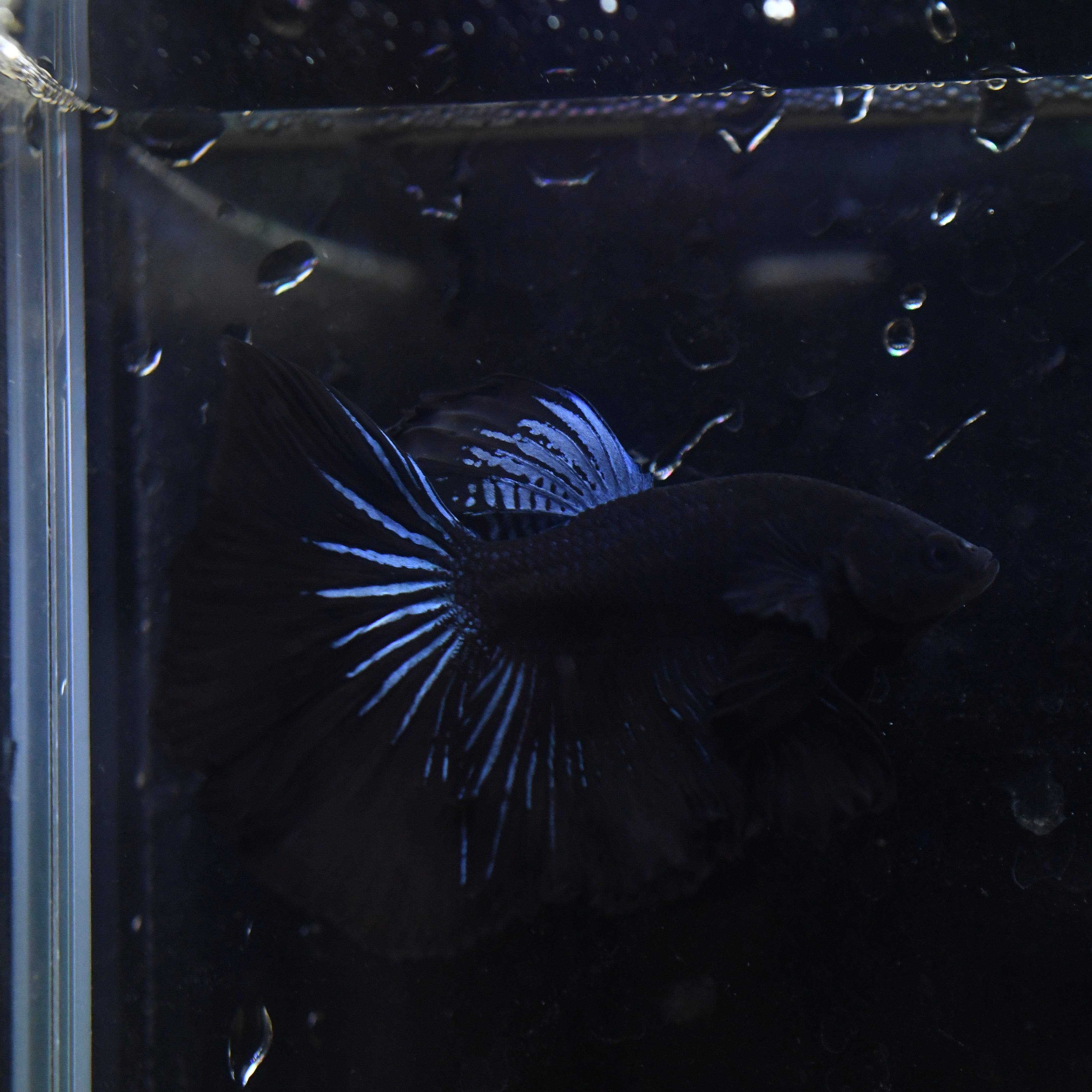 (rare) Full Black Halfmoon #A6 - Canada Guppies