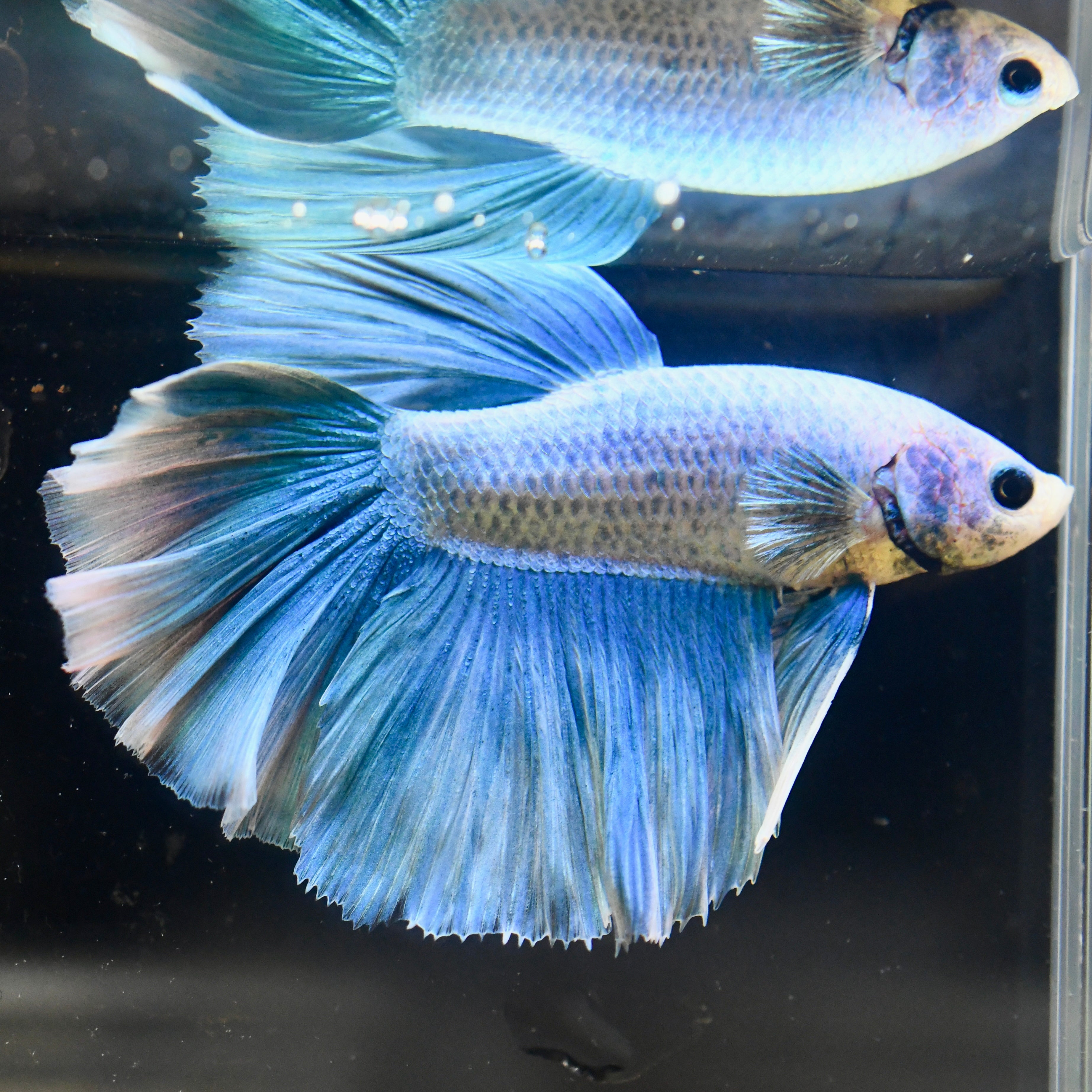 Fancy Blue Vanda Orchid Feather HM #A13 - Canada Guppies