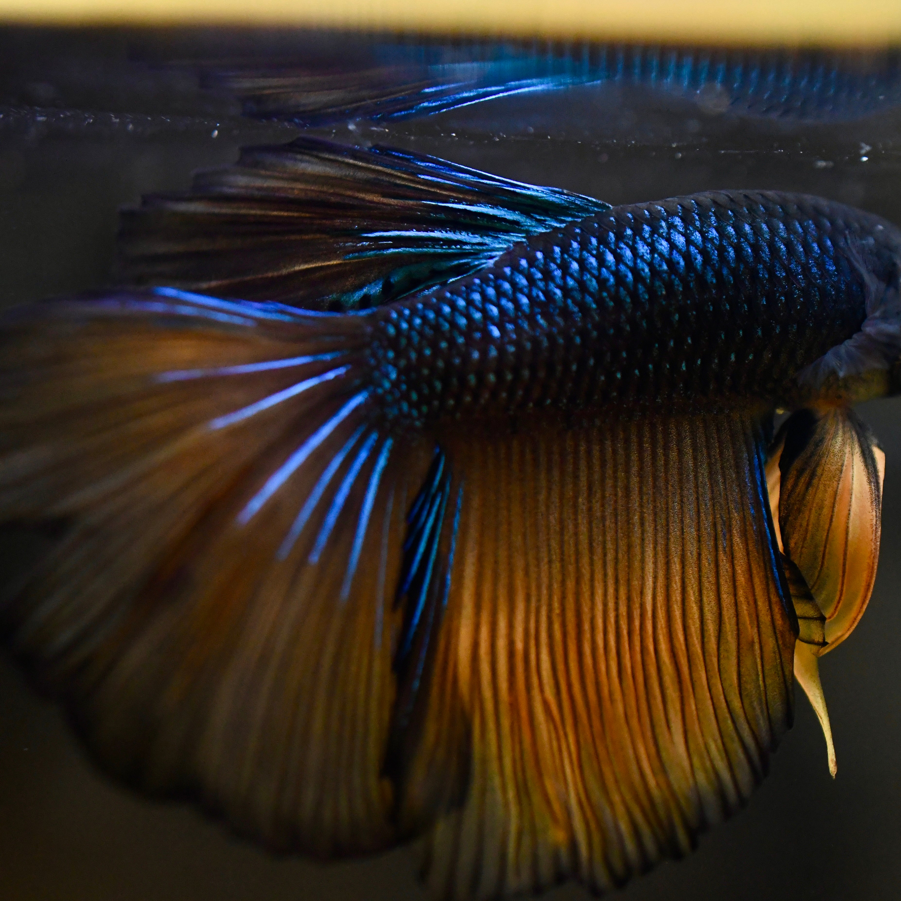 Mustard Gas HM #A19 - Canada Guppies