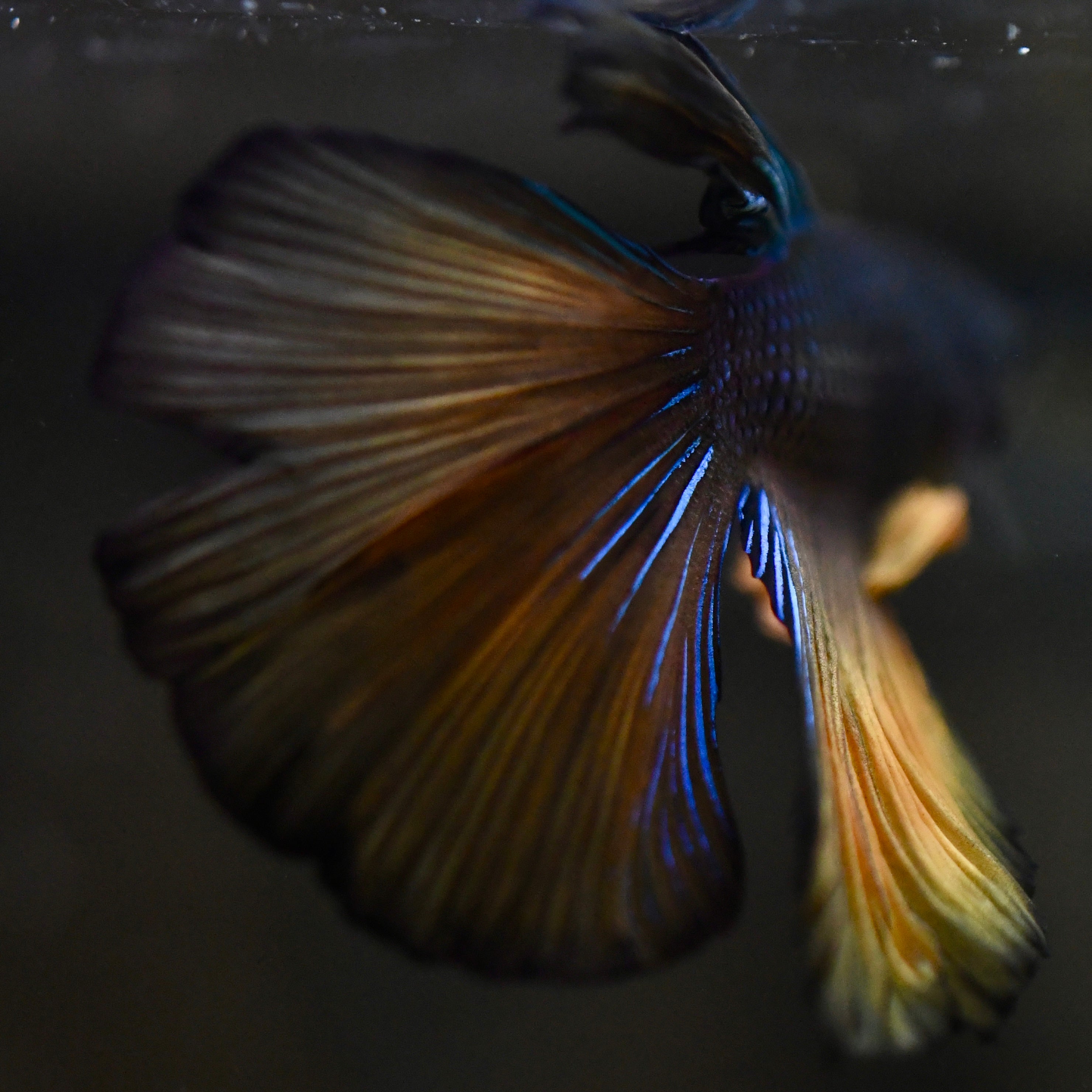 Mustard Gas HM #A19 - Canada Guppies